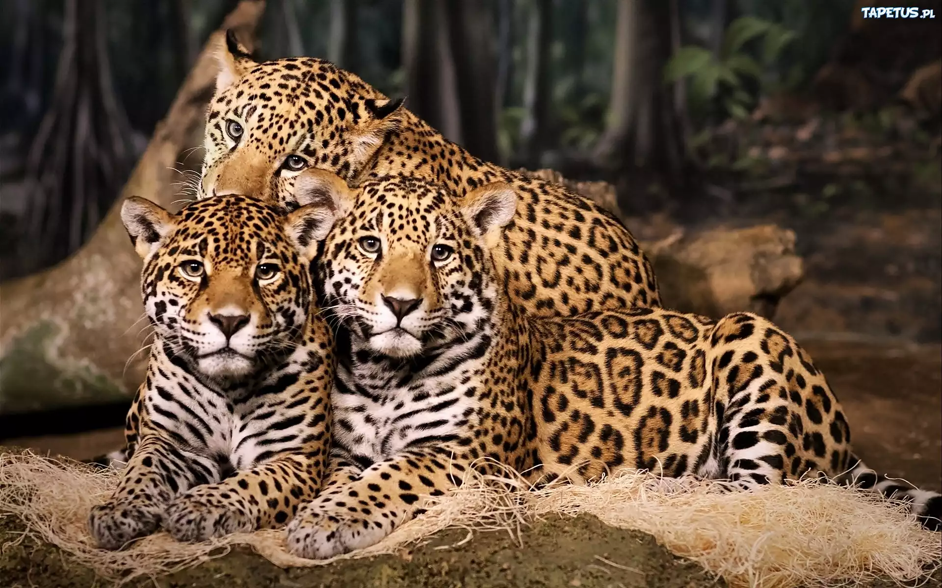 Trzy, Jaguary