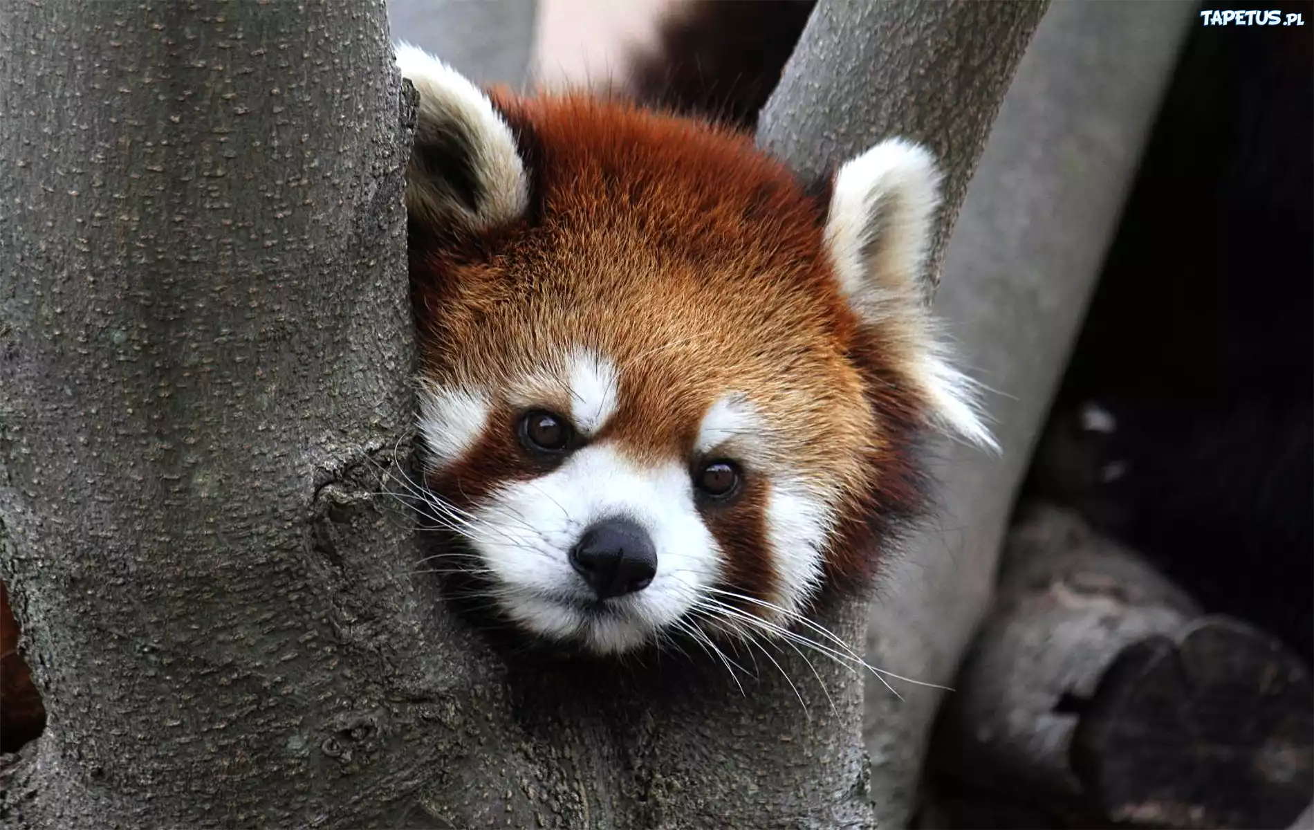 Panda, Czerwona, Drzewo