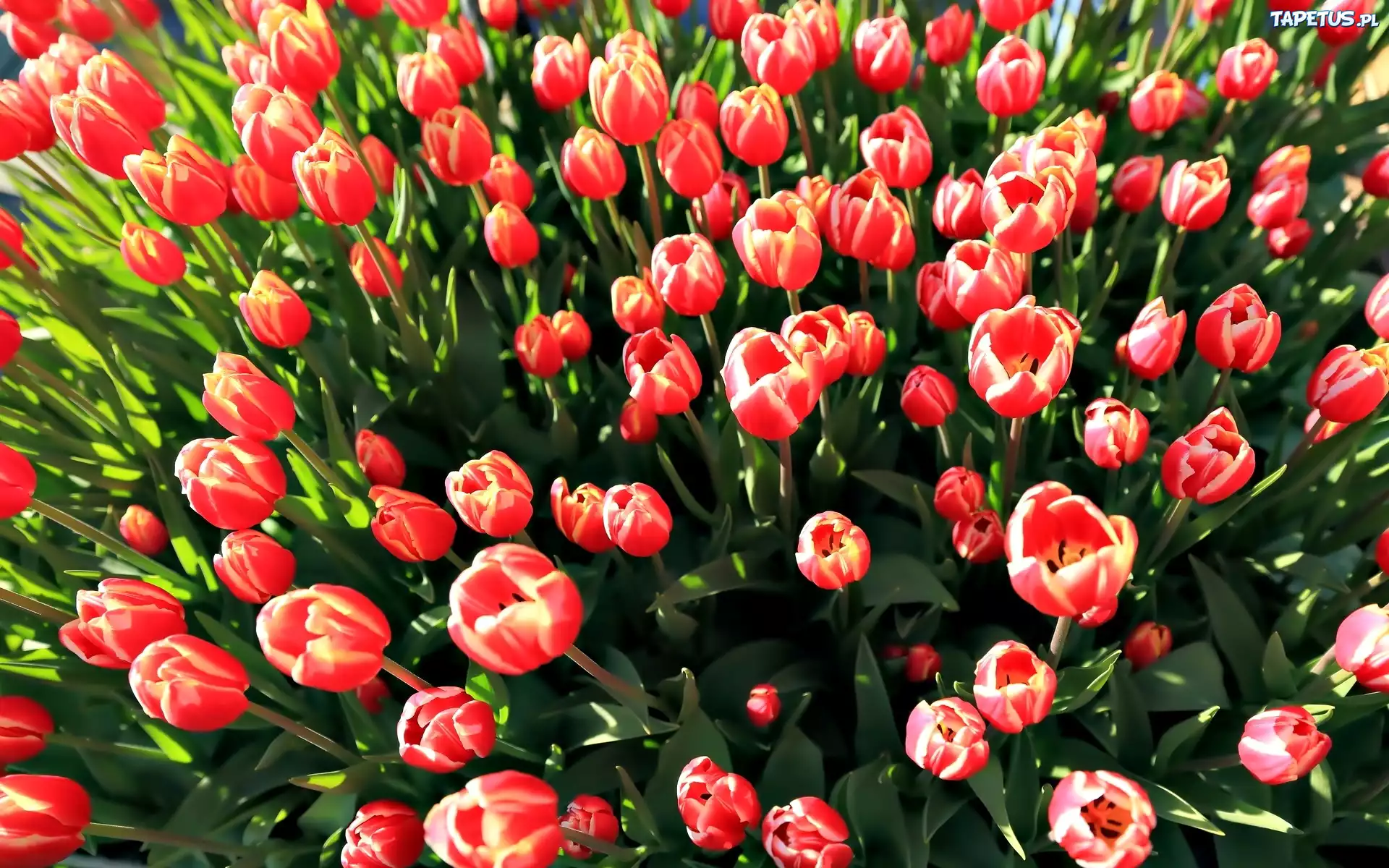 Tulipany, Kwiaty