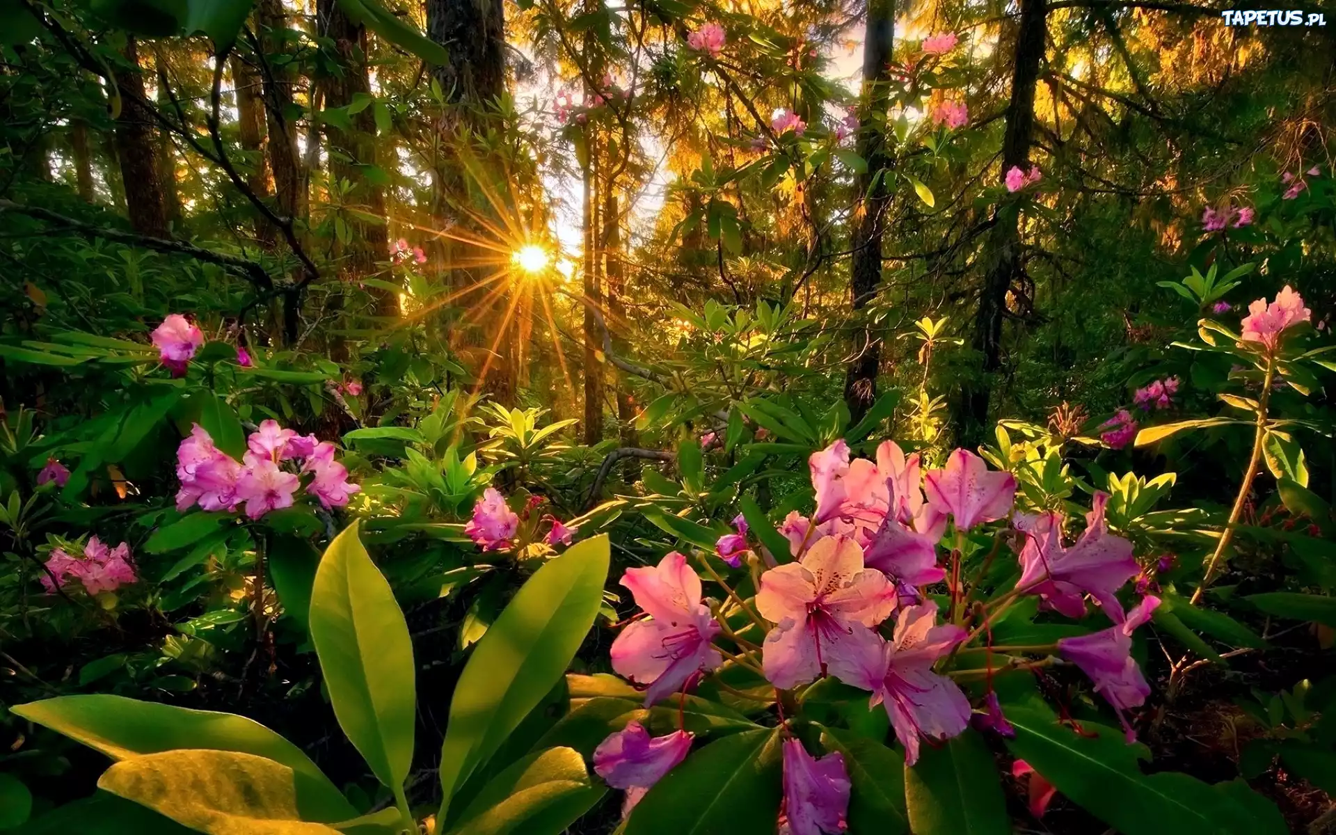 Rododendrony, Las, Zachód, Promienie Słońca