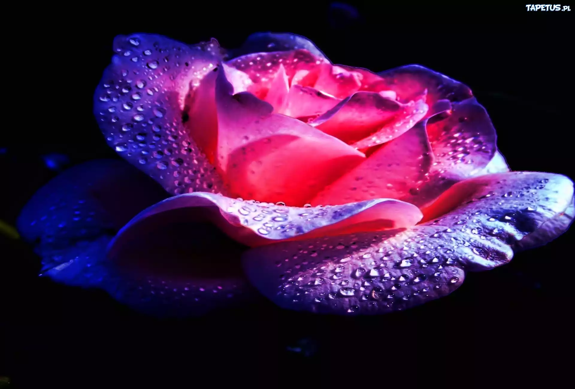 Róża, Płatki, Rosa