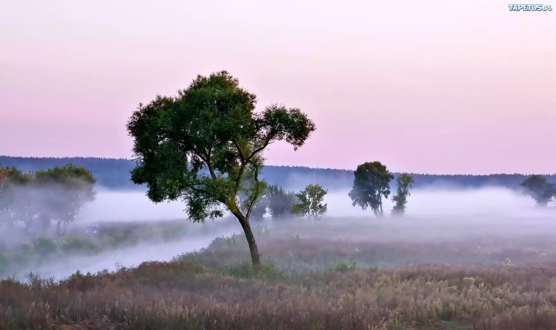 Pole, Rzeka, Mgła, Drzewa