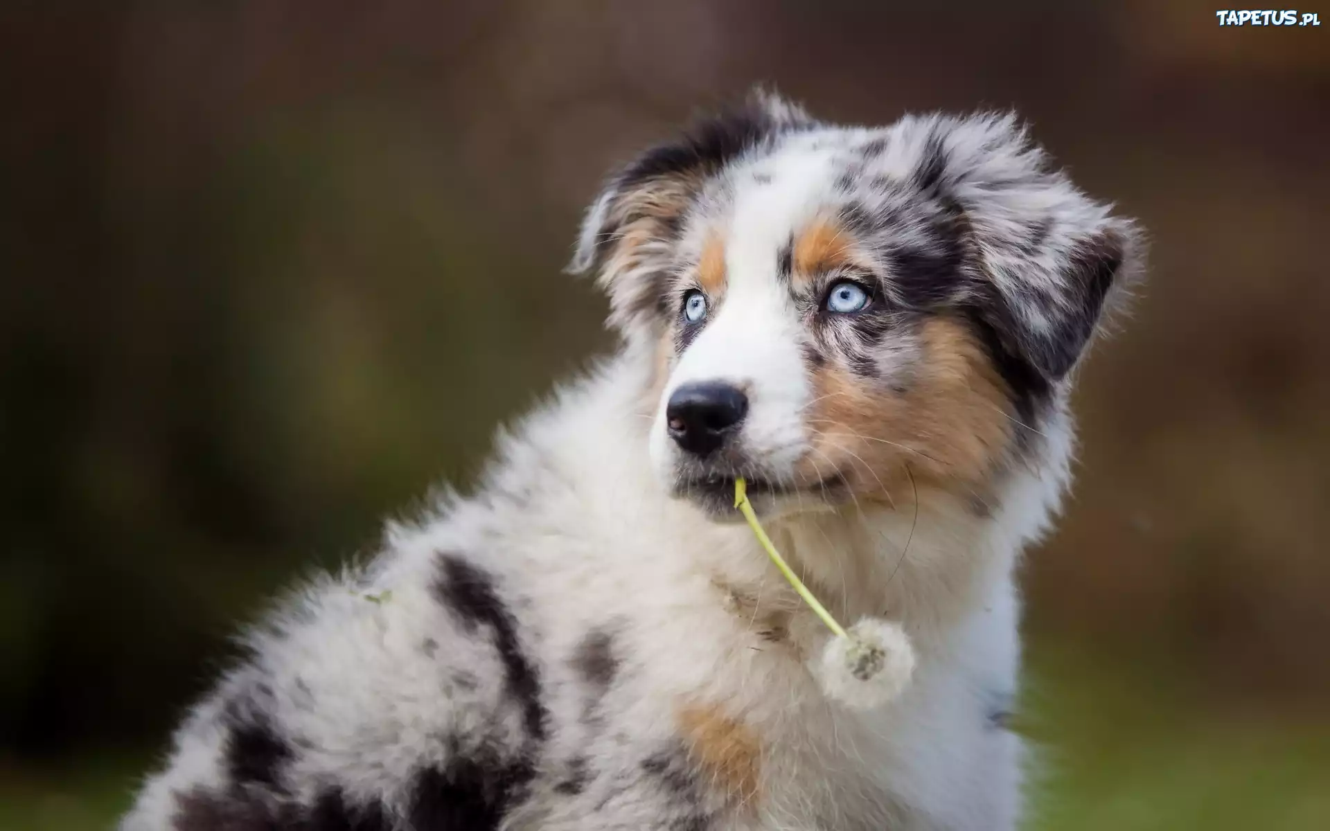Pies, Szczeniak, Border Collie, Mniszek, Dmuchawiec
