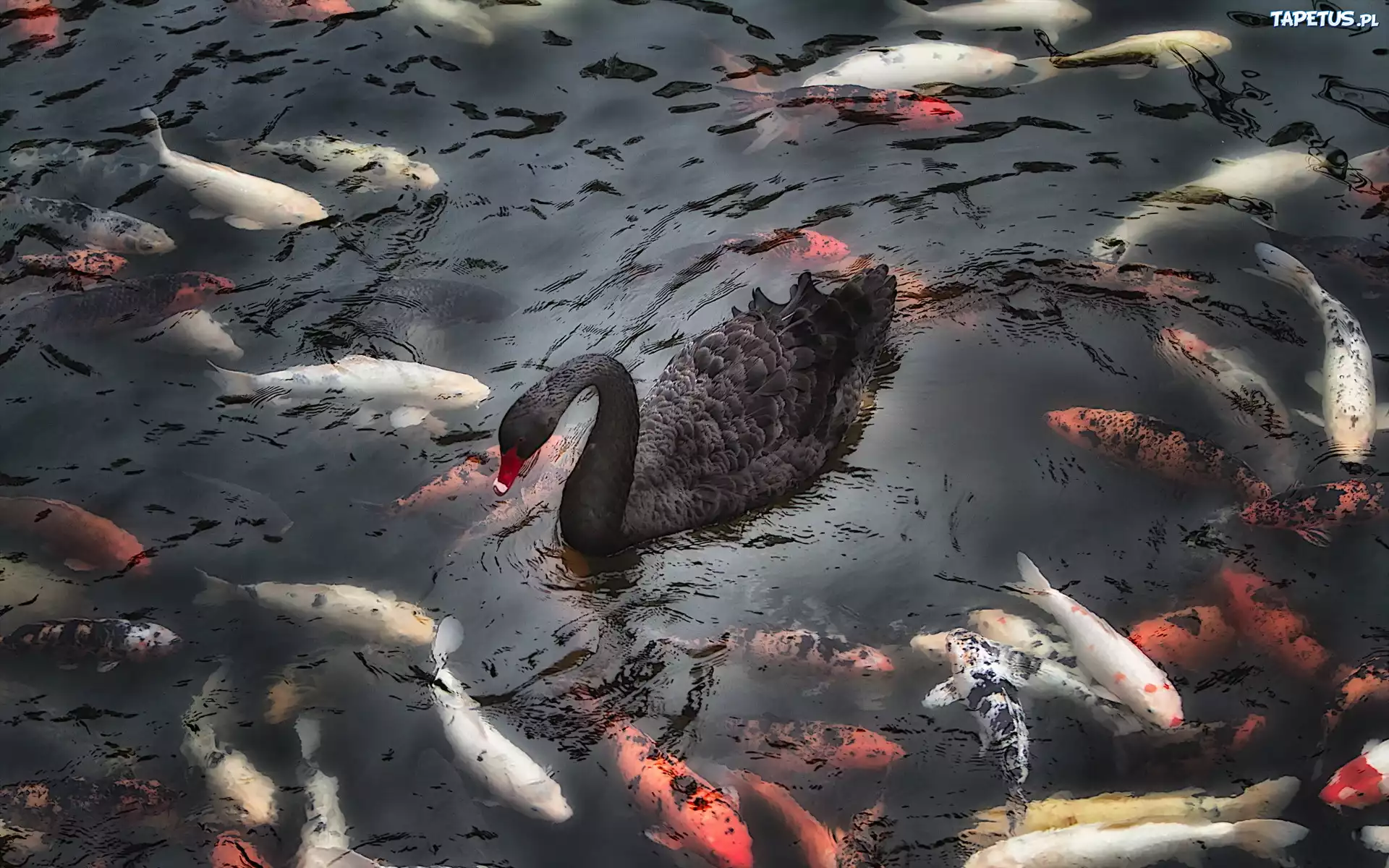 лебедь у воды скачать