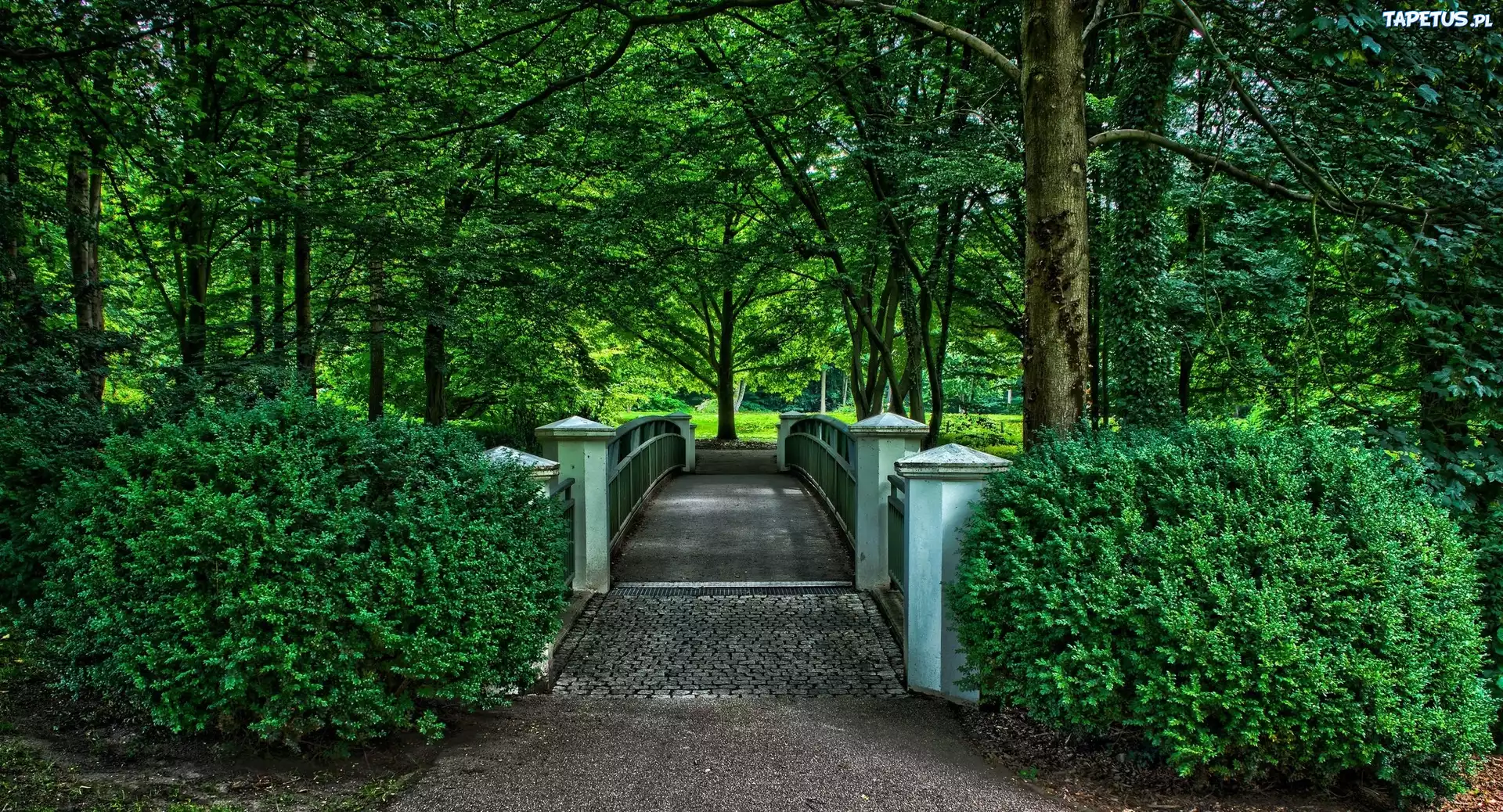 Park, Drzewa, Mostek