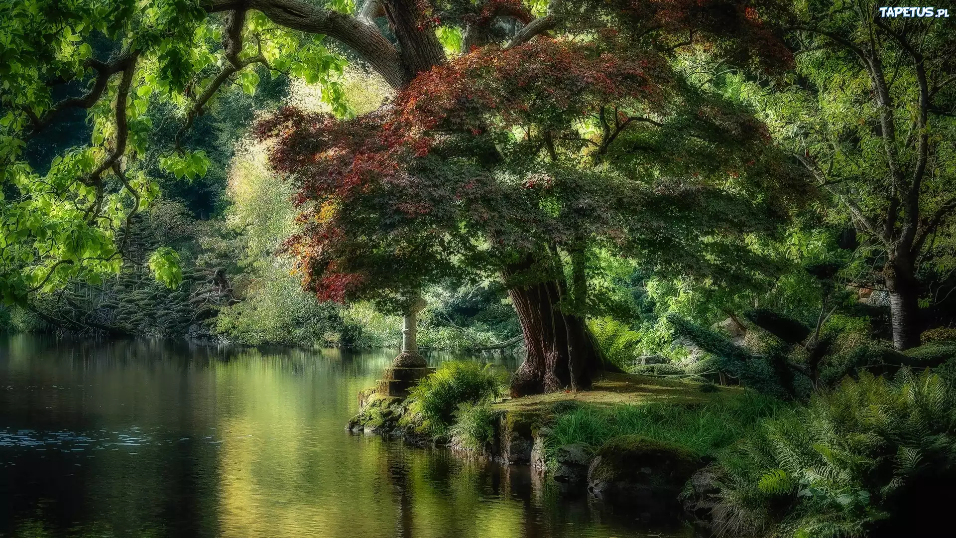 Park, Staw, Drzewa, HDR