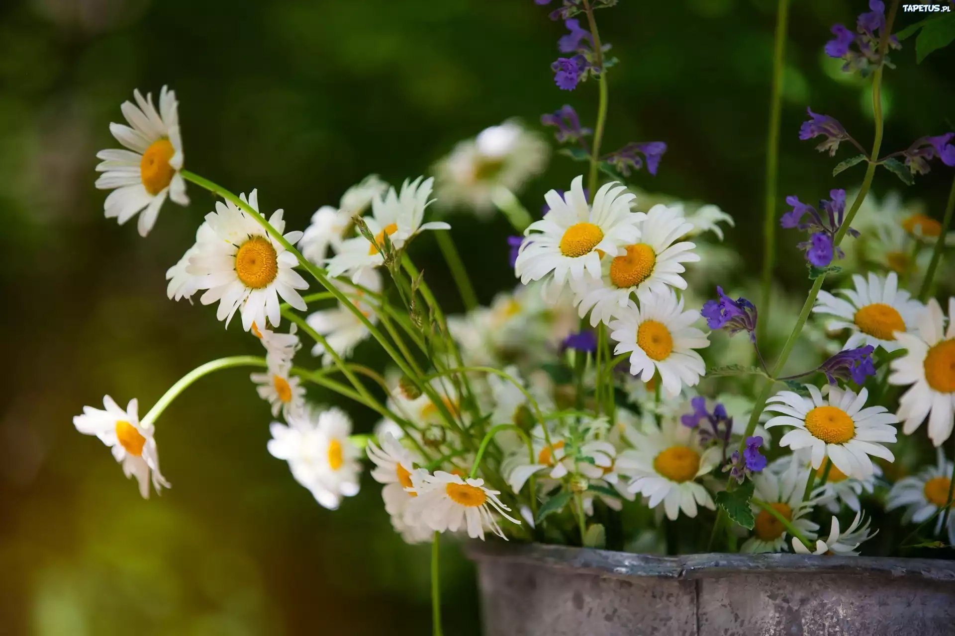 праздник день рождения цветы ромашки holiday day birth flowers chamomile без смс