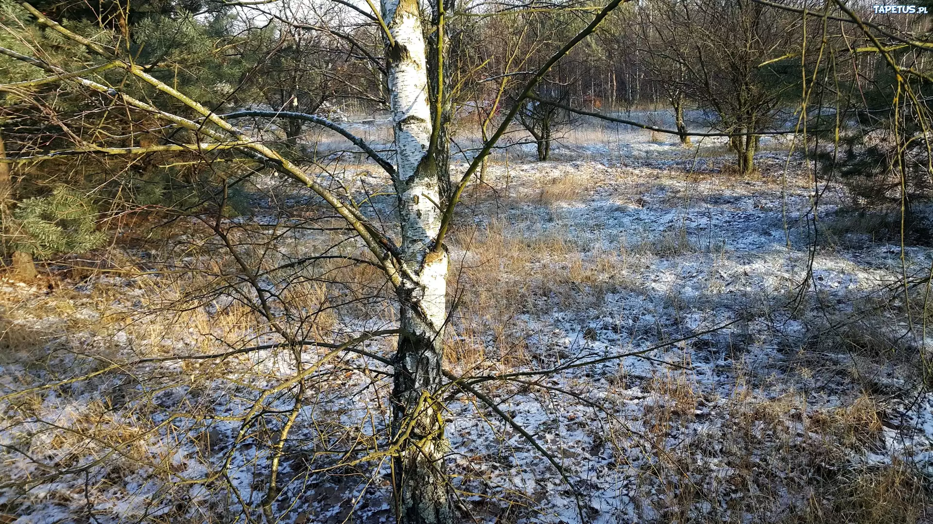 Las, Brzoza, Śnieg