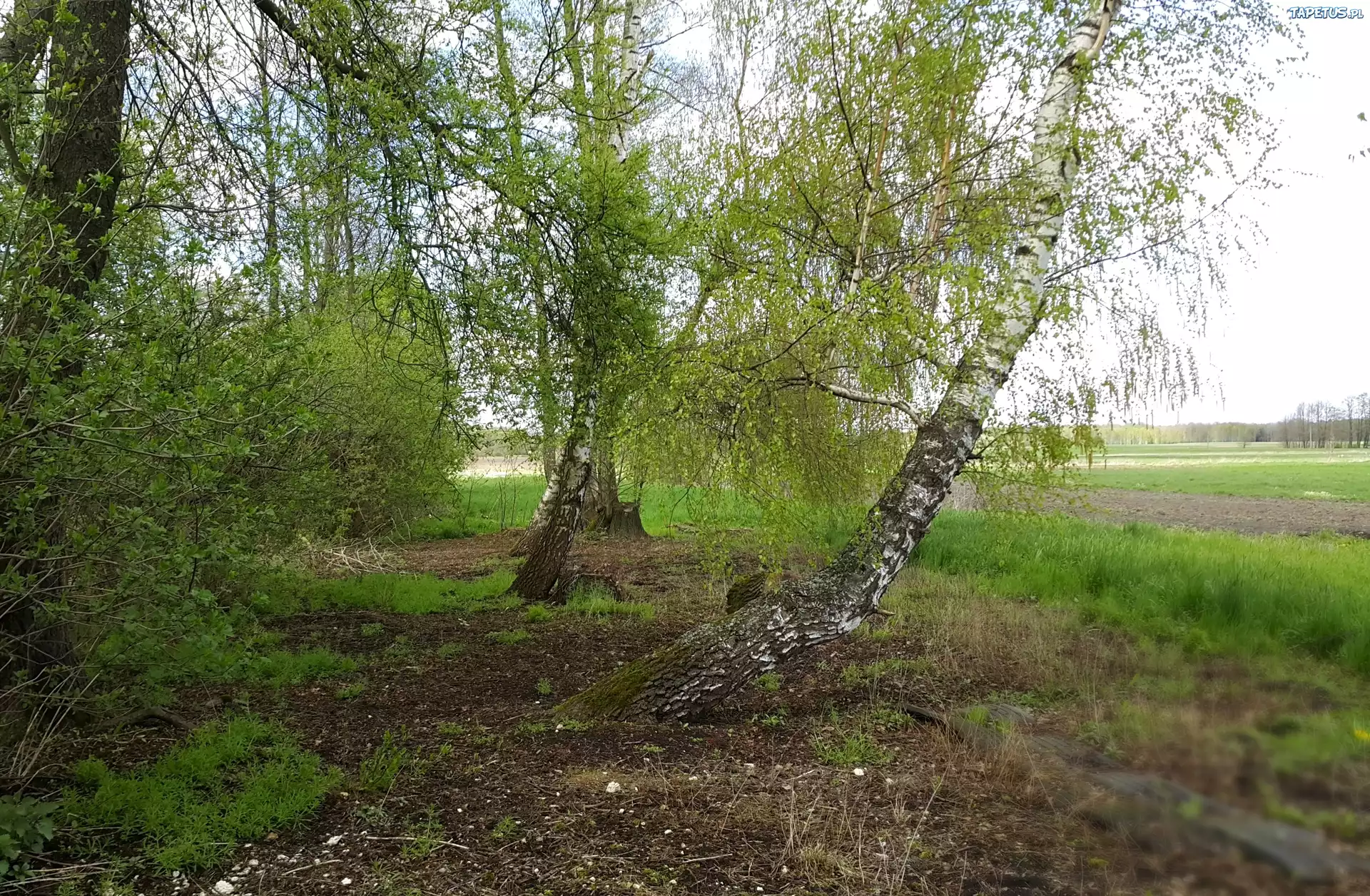 Brzozy, Pola