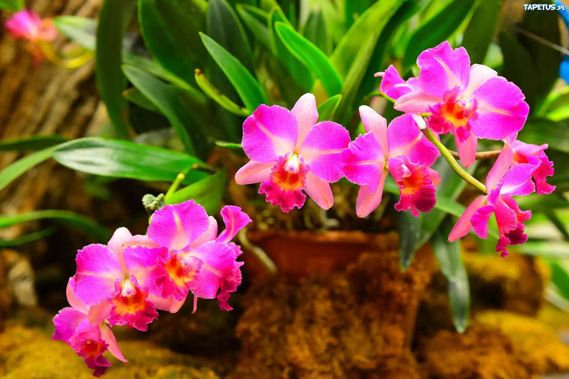 Różowa, Orchidea