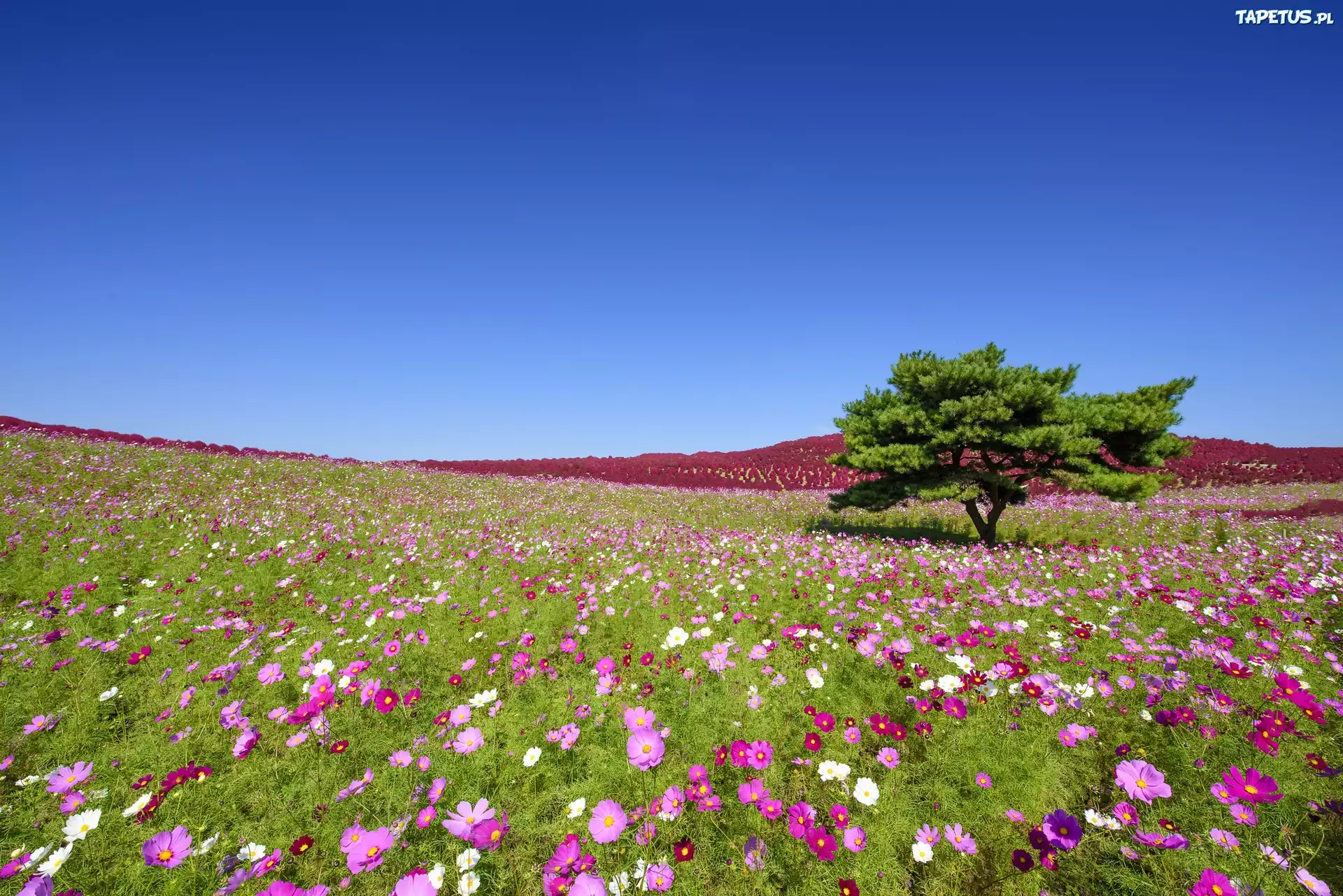 Japonia, Park Hitachinaka, Łąka
