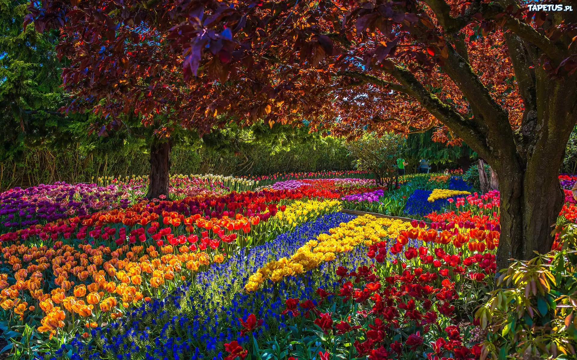 Park, Wiosna, Tulipany, Drzewa