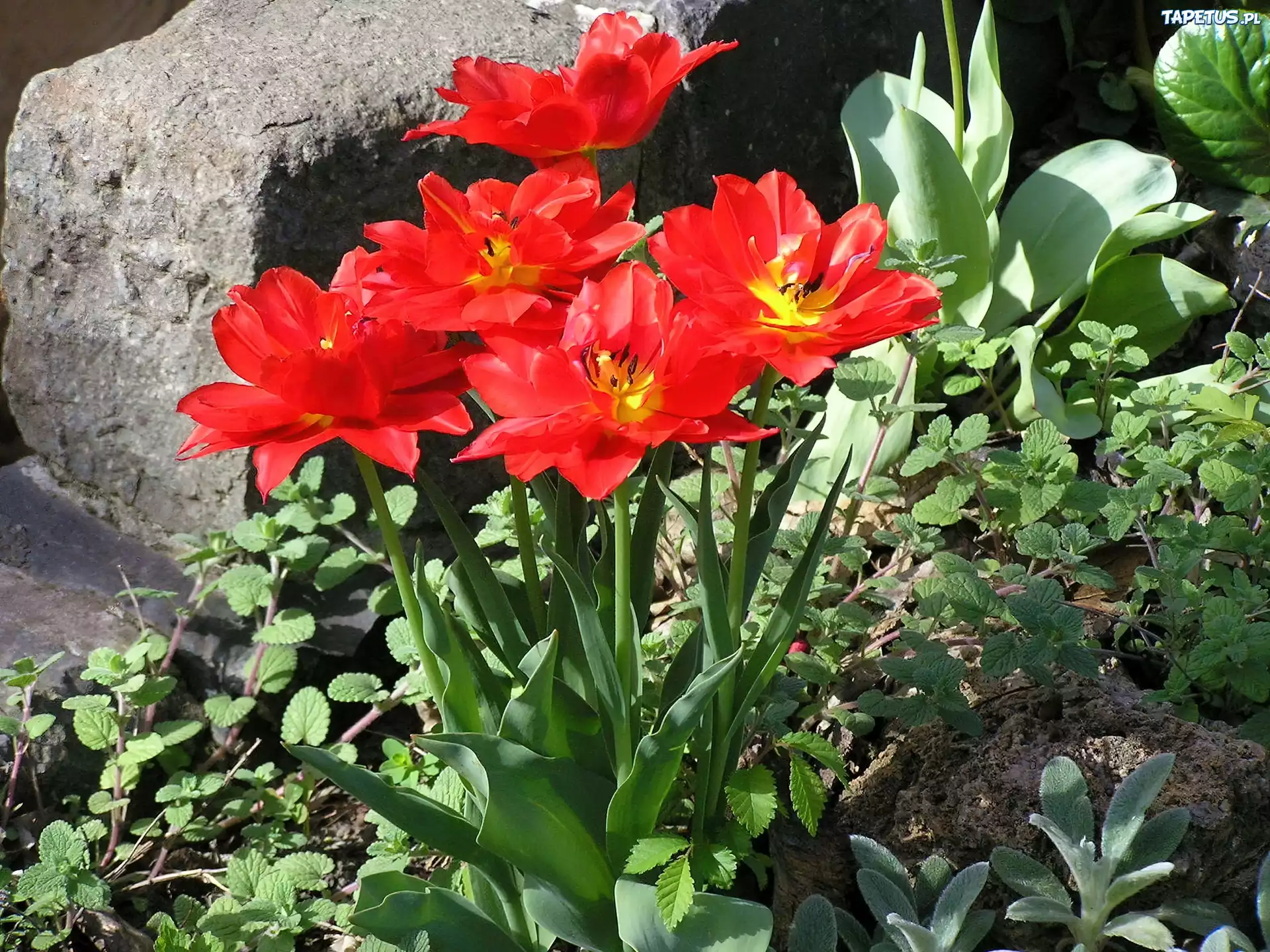 Czerwone, Tulipany, Rośliny, Kamień