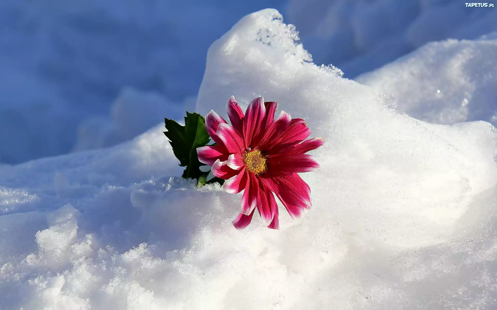 Śnieg, Gerbera, Listek