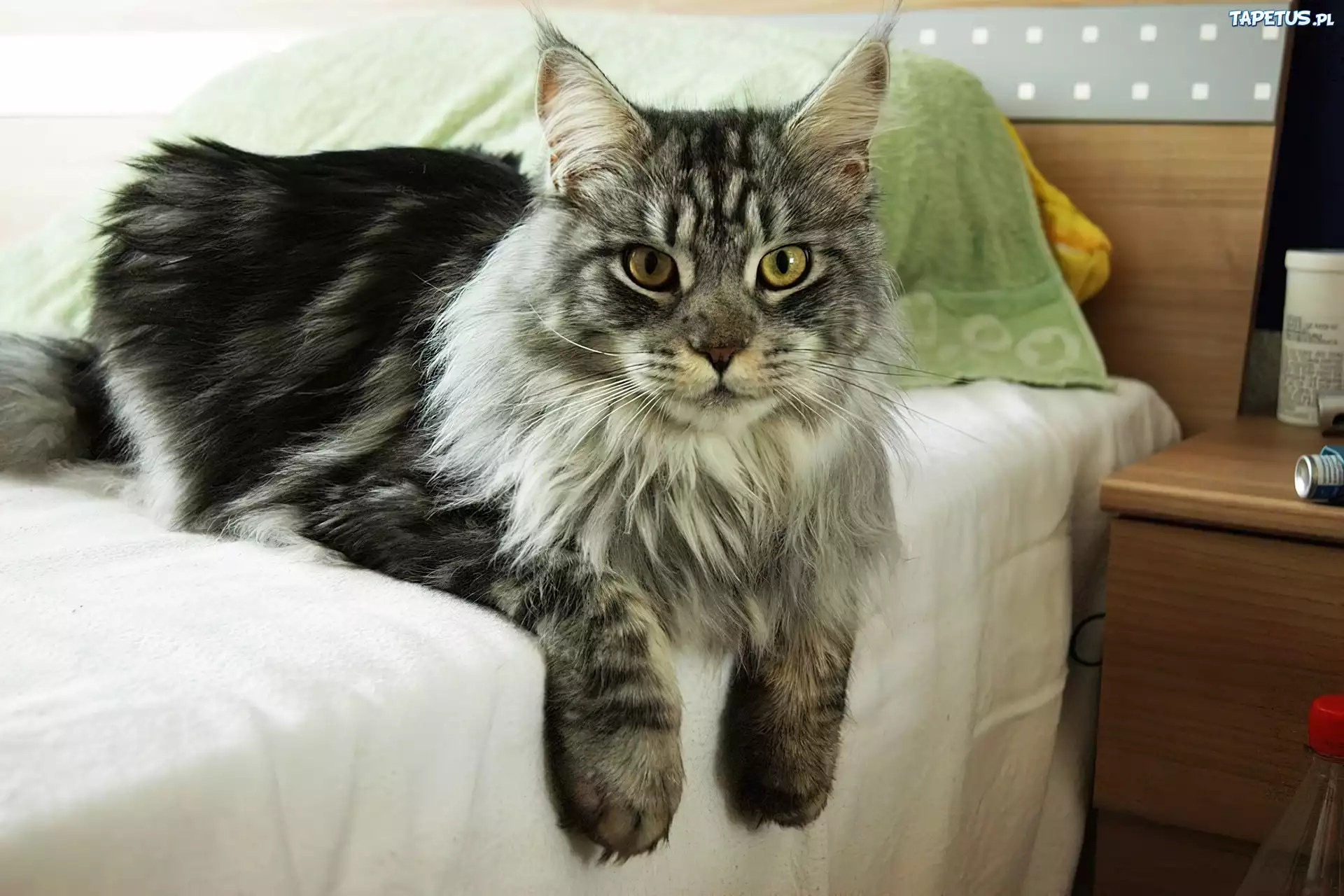 Kotek, Maine Coon, Łóżko