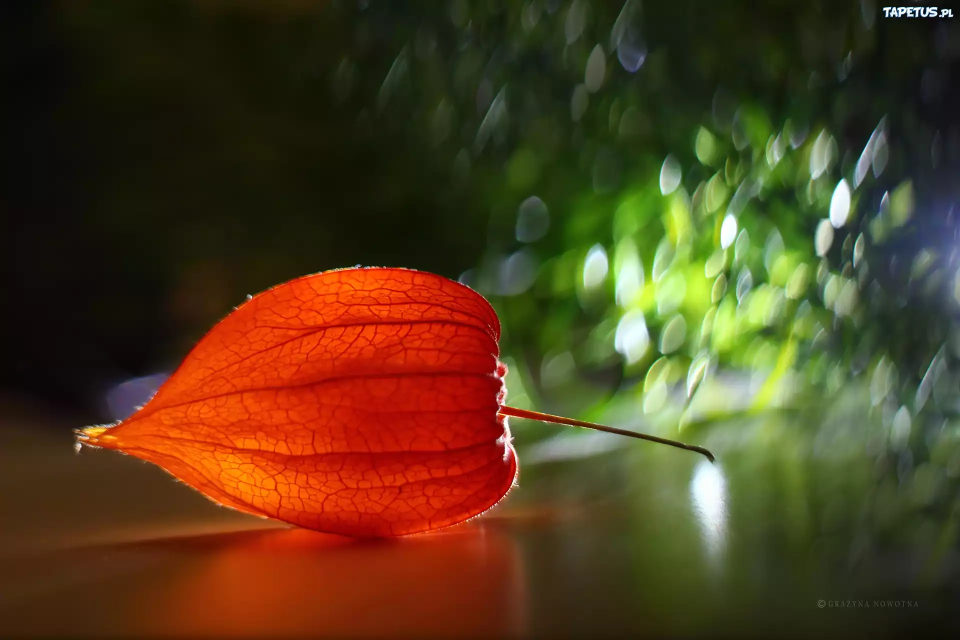 Miechunka, Roślina, Bokeh
