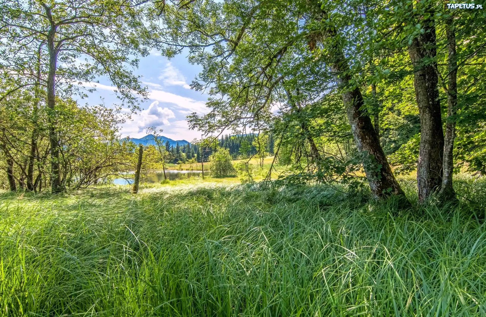 Drzewa, Trawa, Jezioro