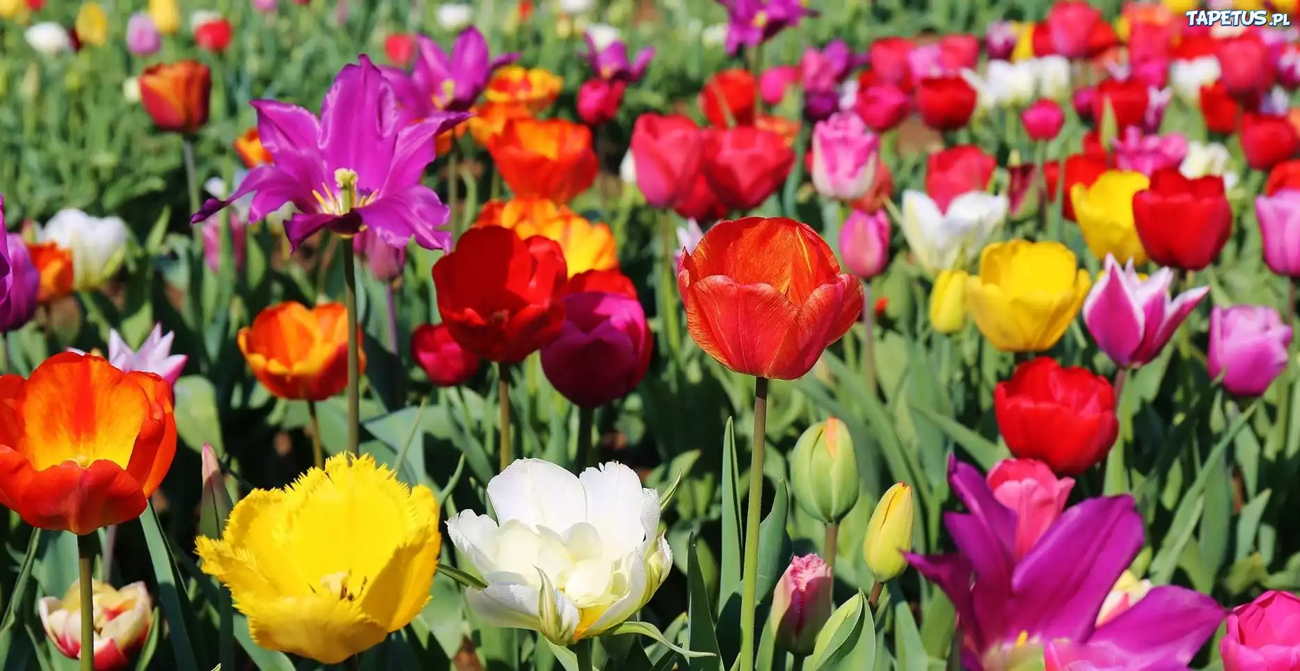 Kolorowe, Tulipany