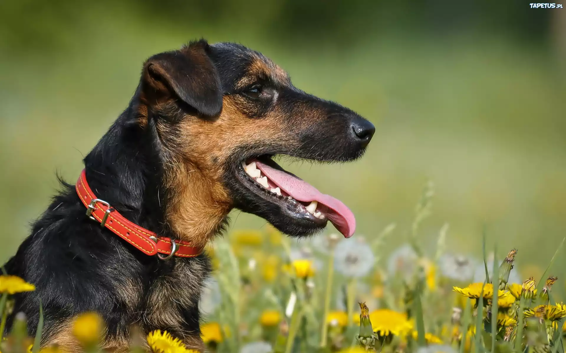 Terrier, Obroża, Język, Łąka