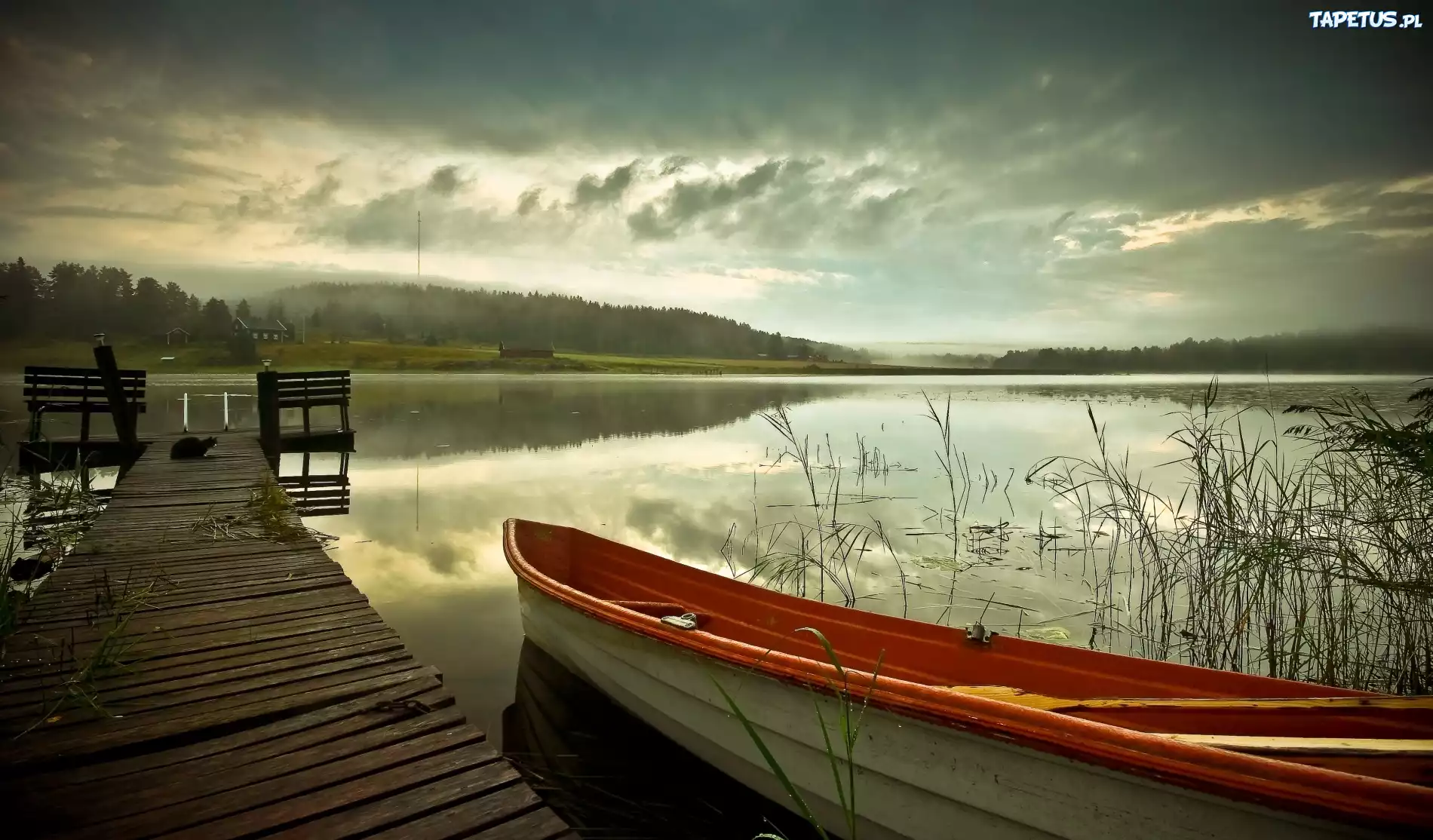 Kot, Pomost, Łódź, Jezioro