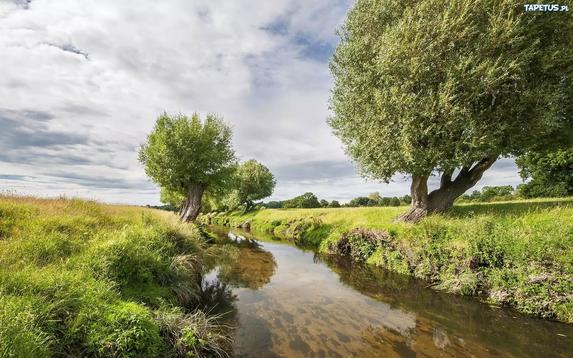 Rzeka, Łąki, Wierzby