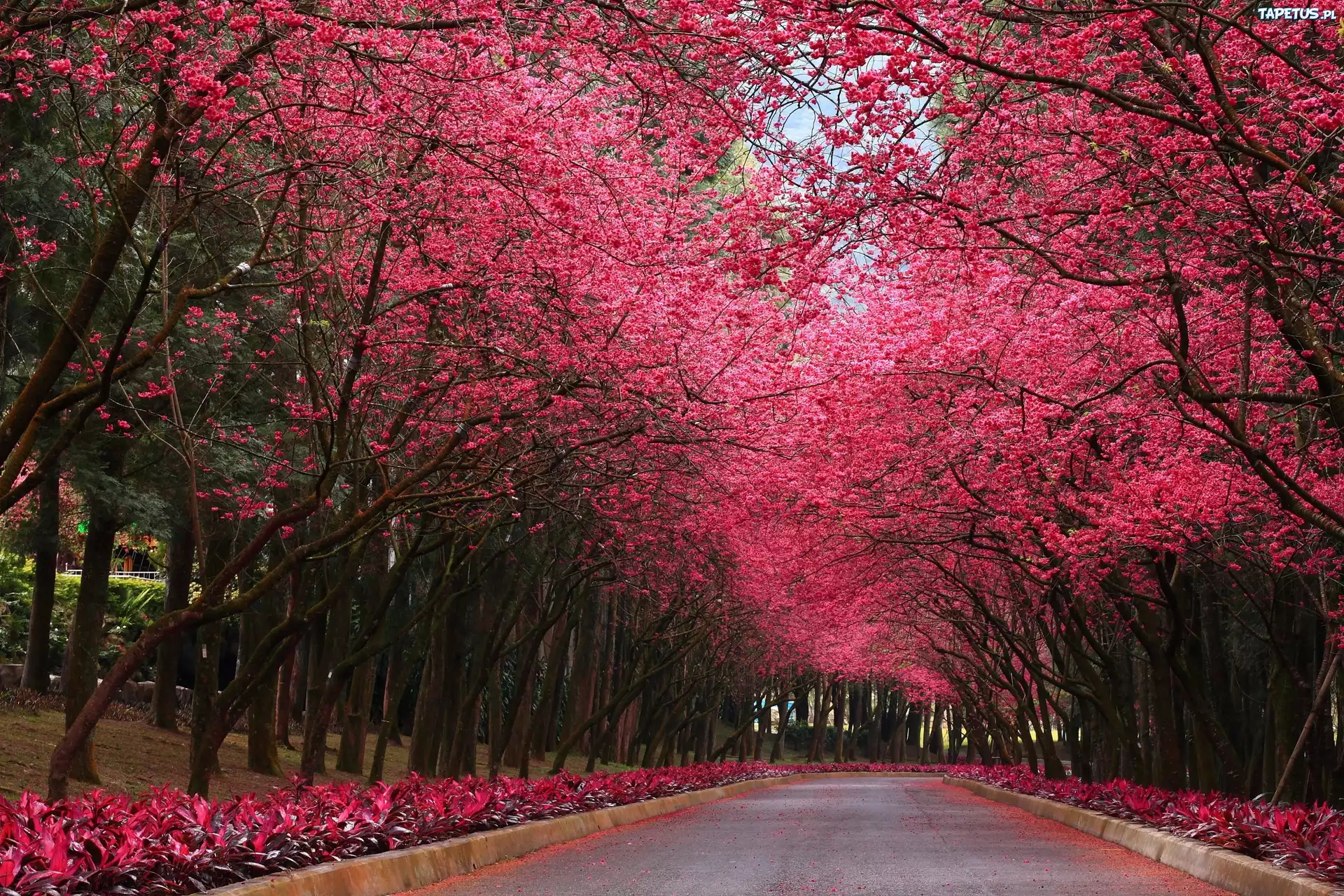 Park, Drzewa