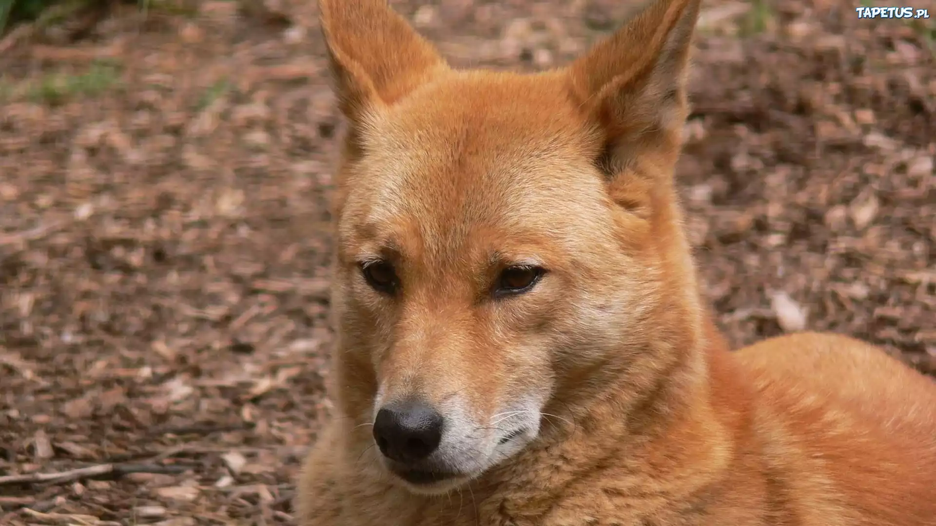 Dziki, Pies, Dingo