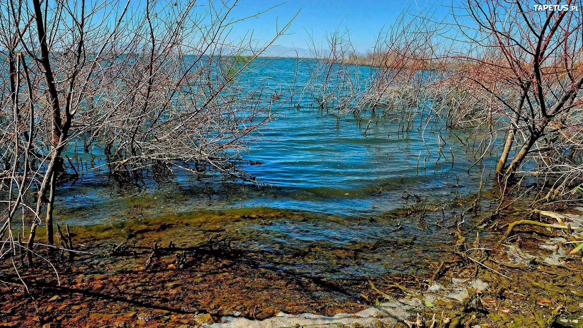 Jezioro, Drzewa