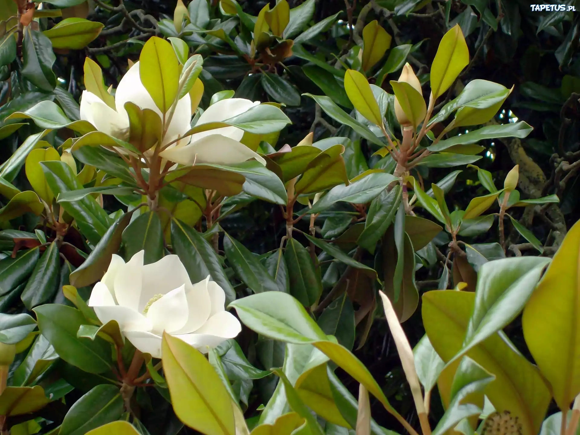 Magnolia, Biała, Krzew