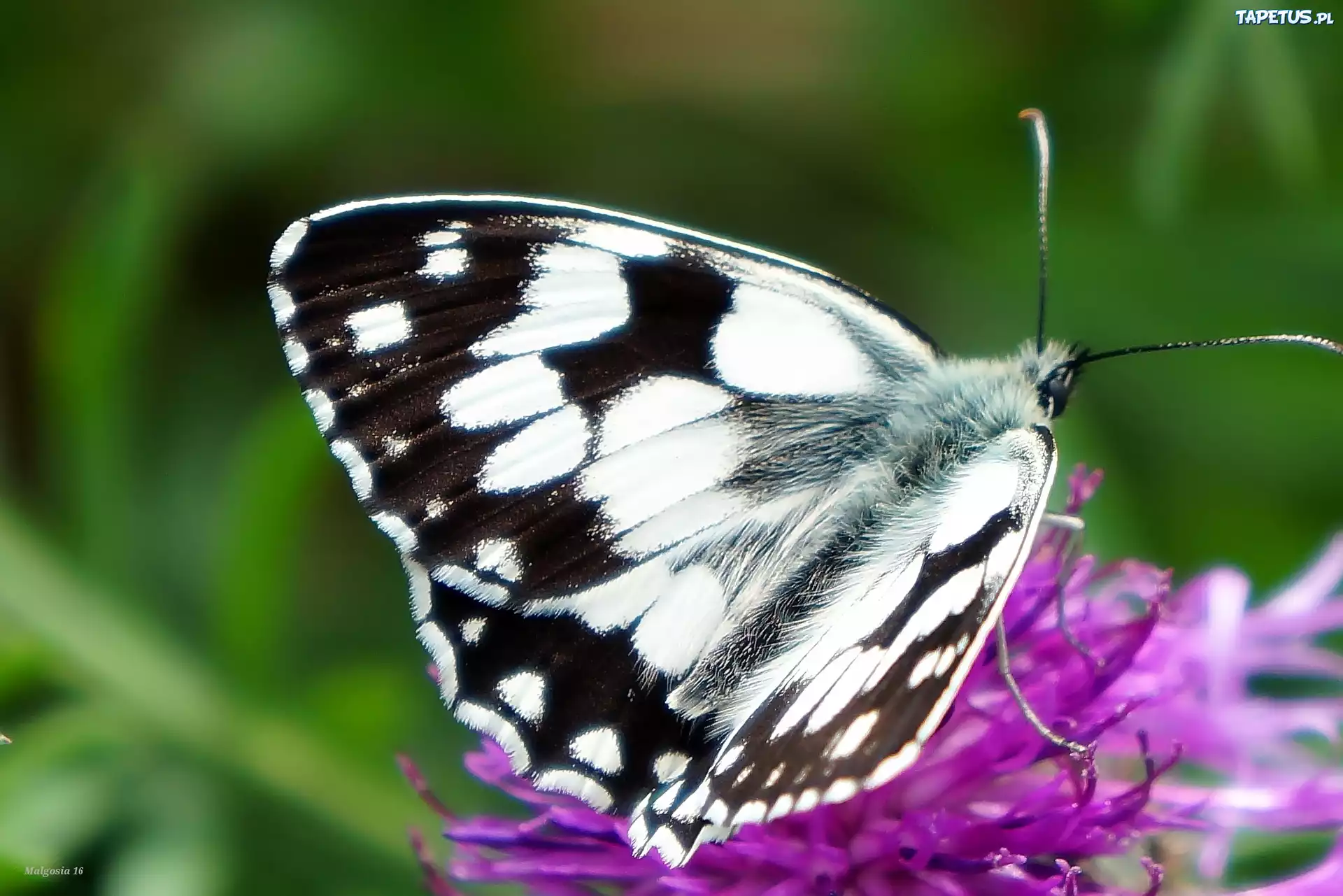 Owad, Siedzący, Motyl, Polowiec, Szachownica
