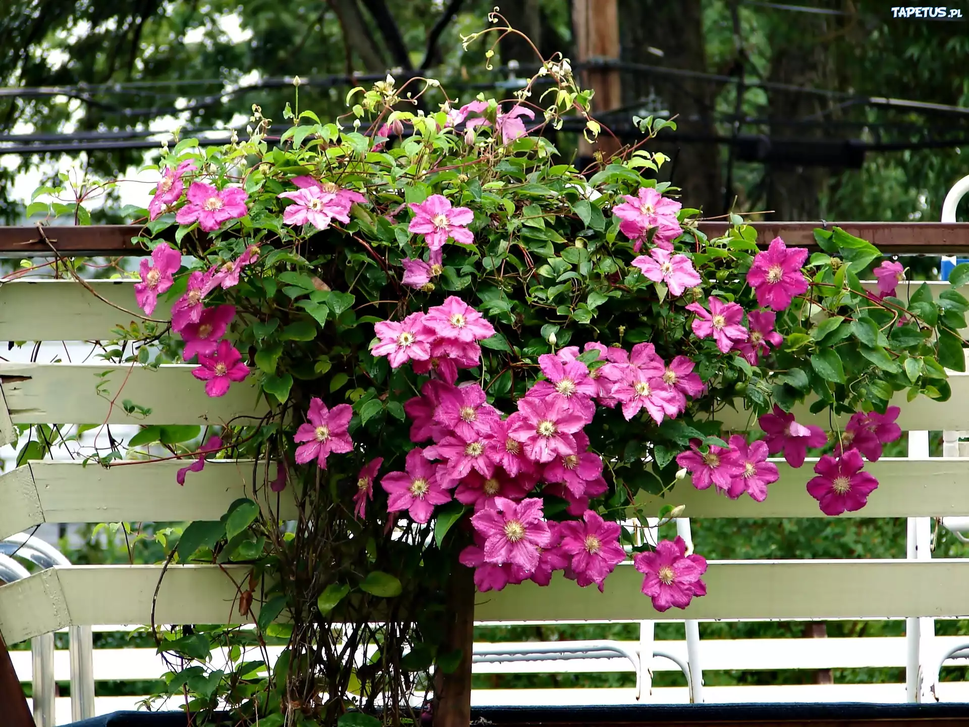 Clematis, Pnące, Kwiaty, Płot
