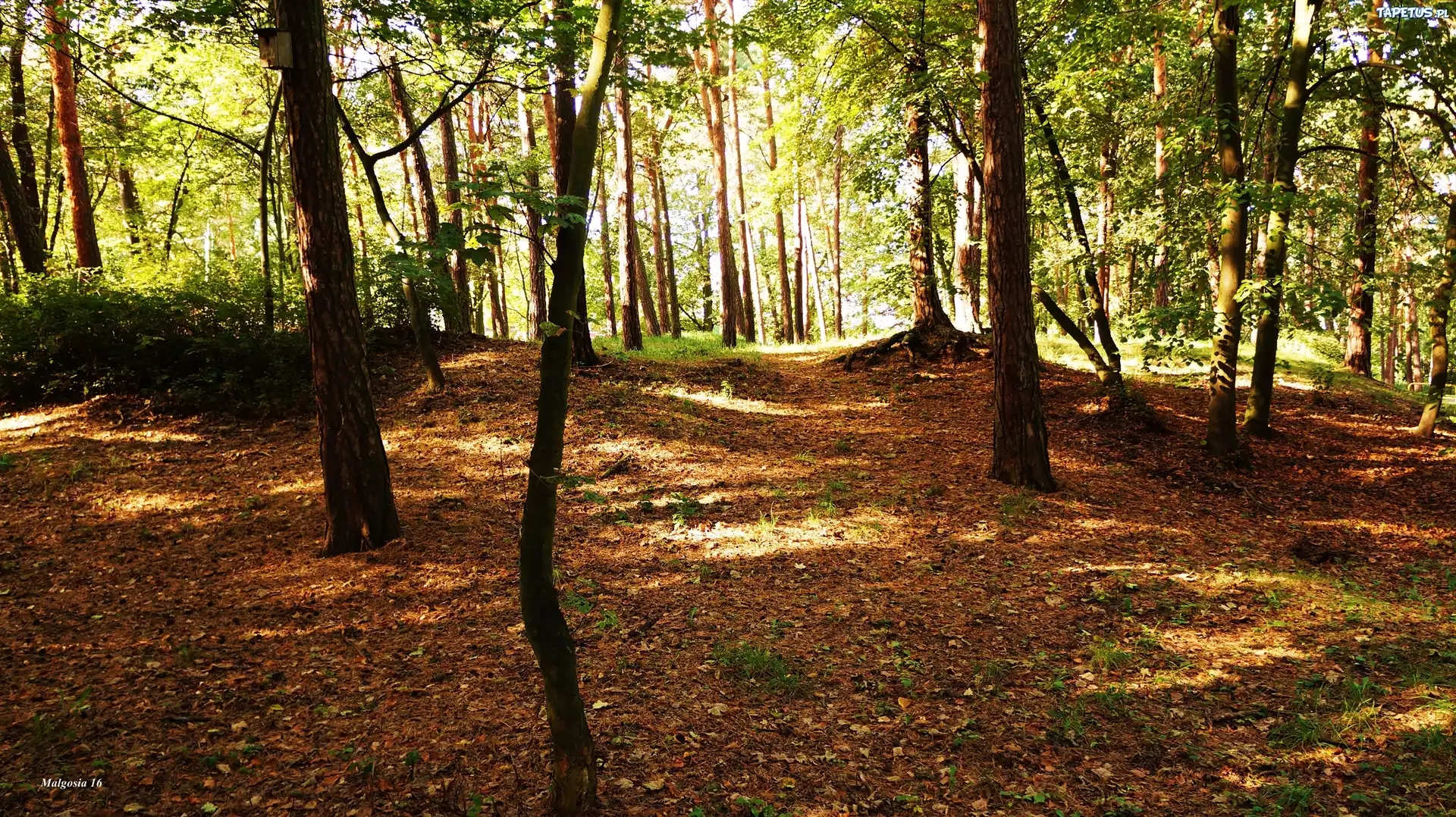 Park, Drzewa