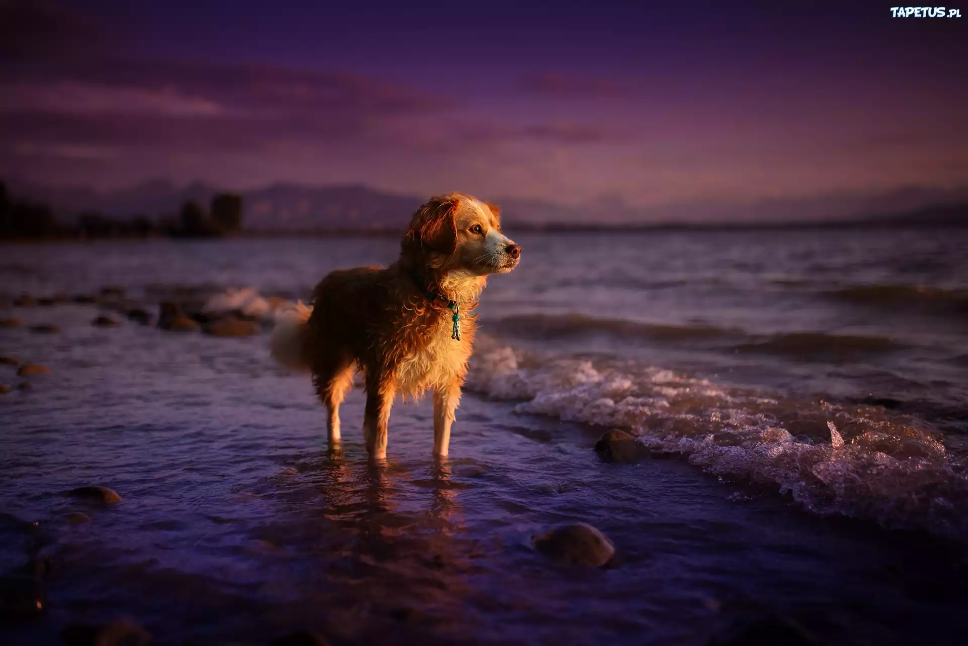 природа животные собака закат nature animals dog sunset скачать