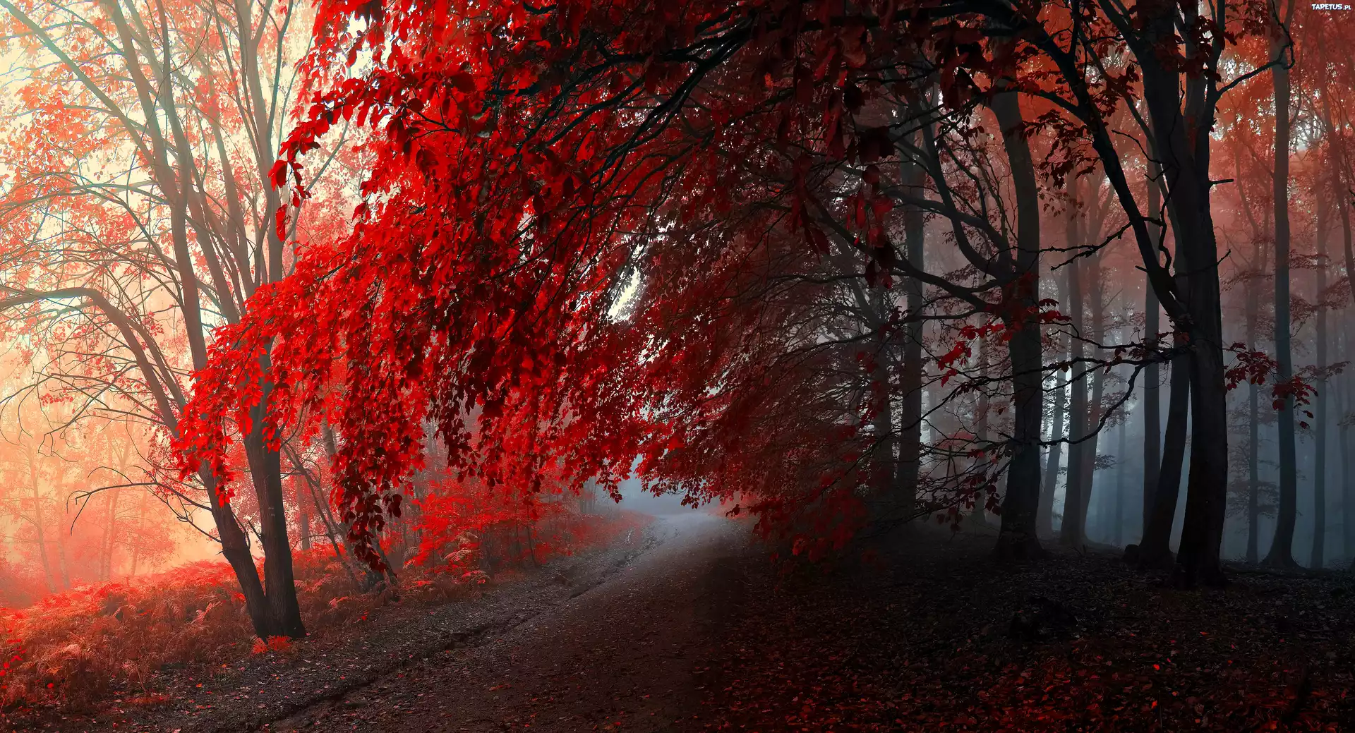 Осень красная деревья туман скачать