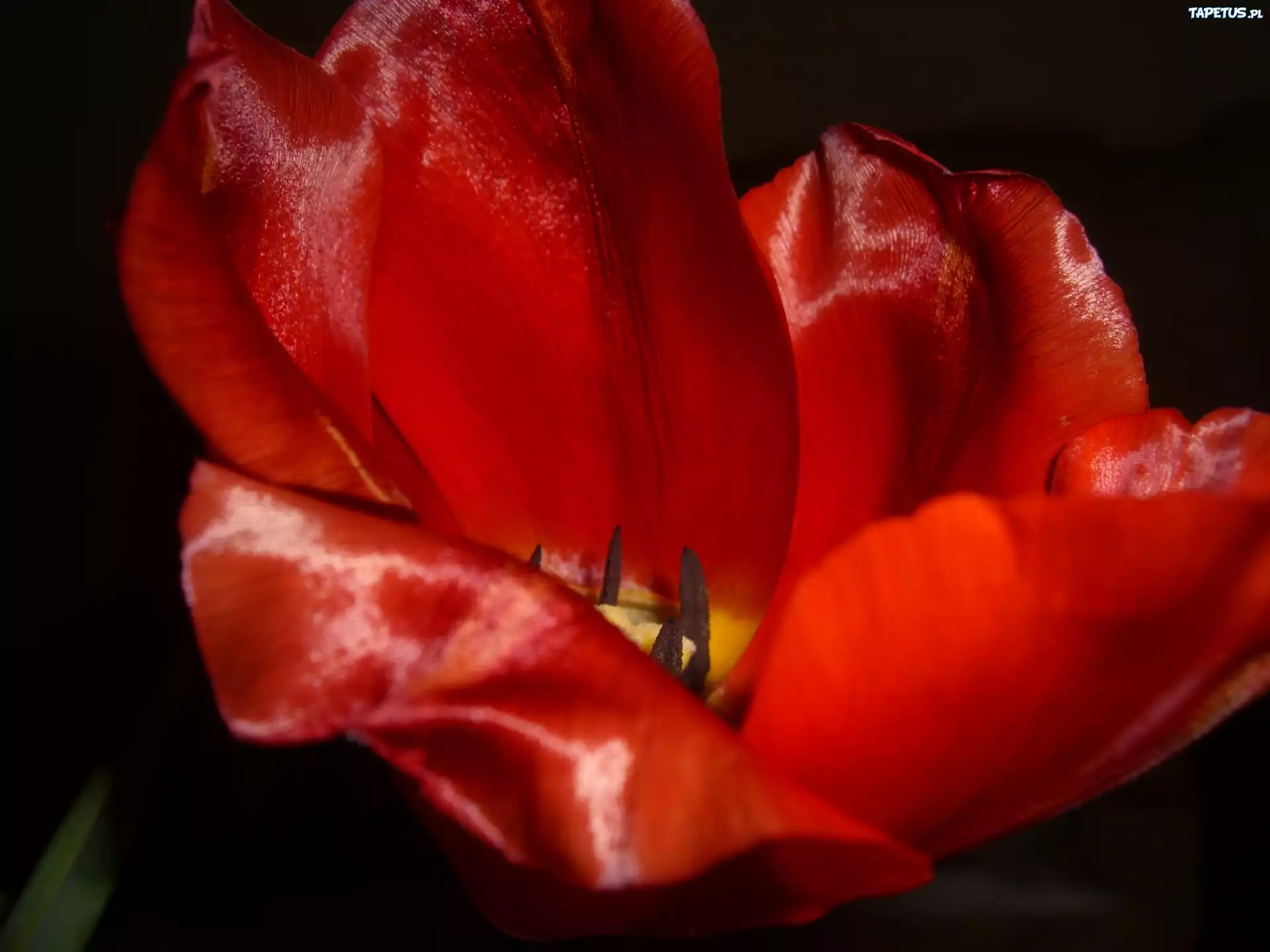 Tulipan, Czerwony, Kwiat