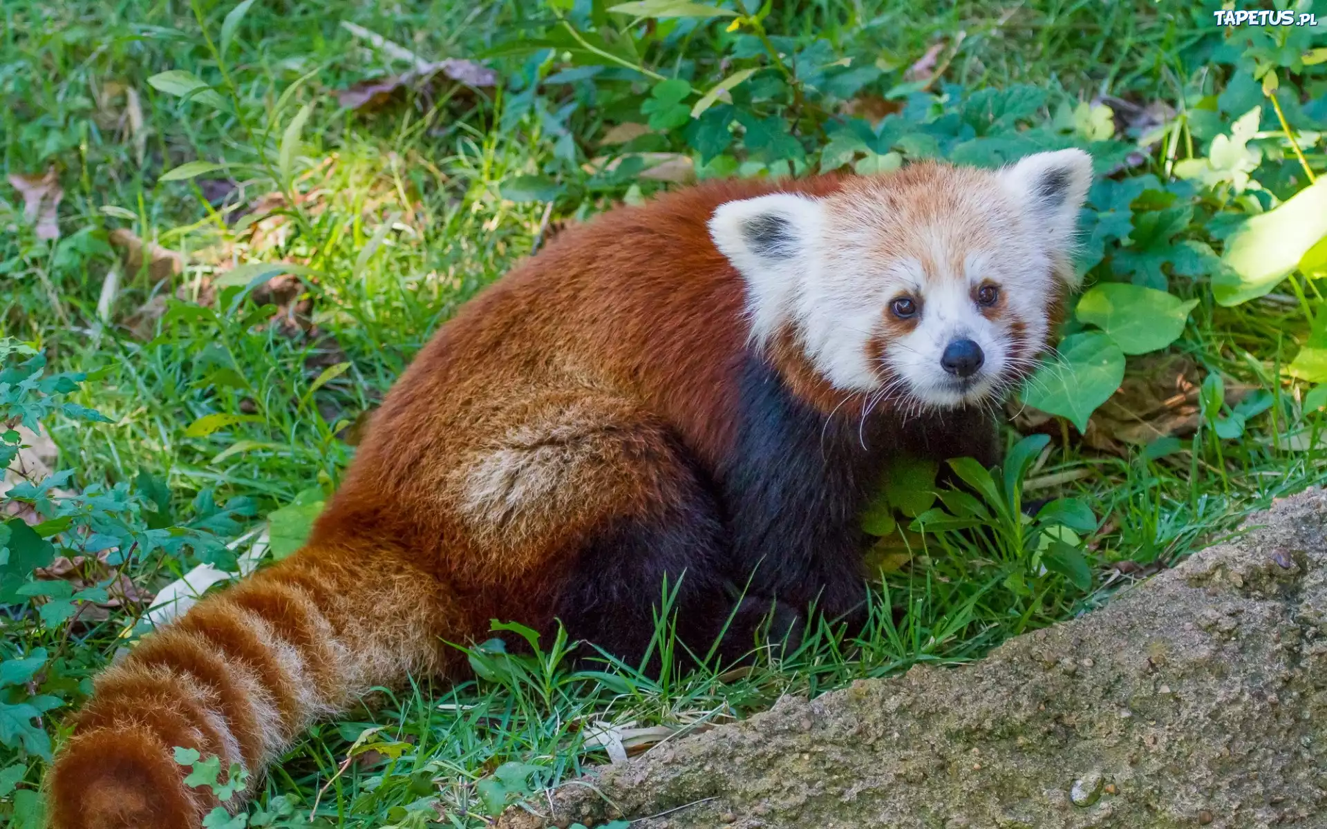 Panda, Czerwona, Łąka, Trawa