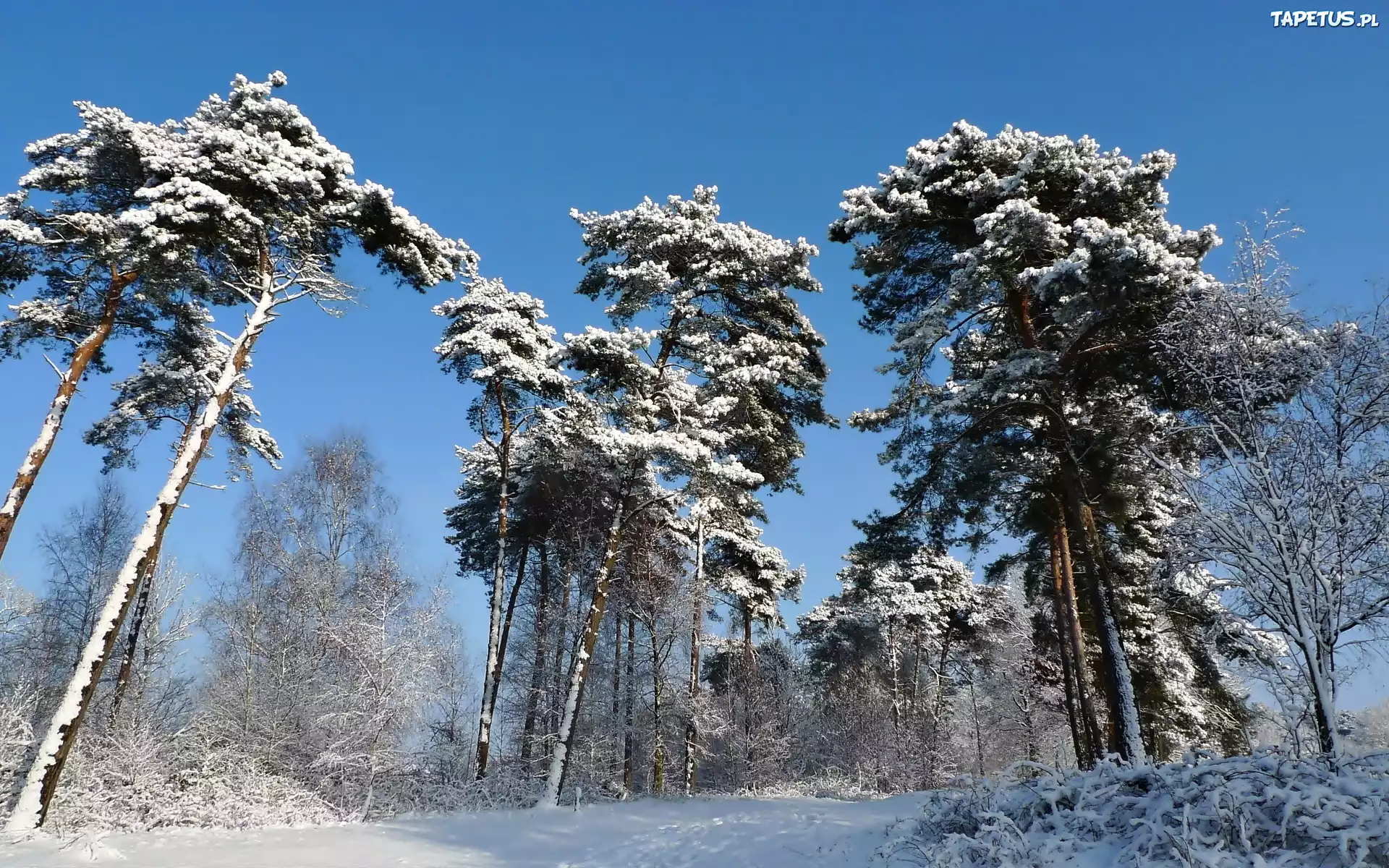 Zima, Śnieg, Las, Drzewa
