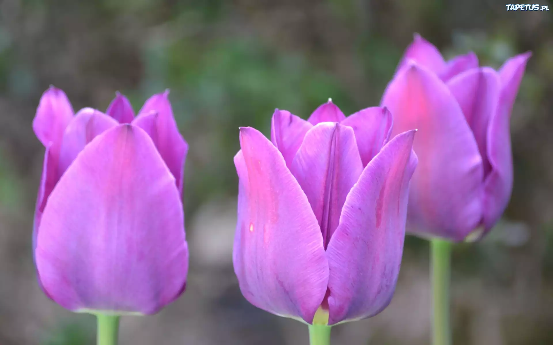Tulipany