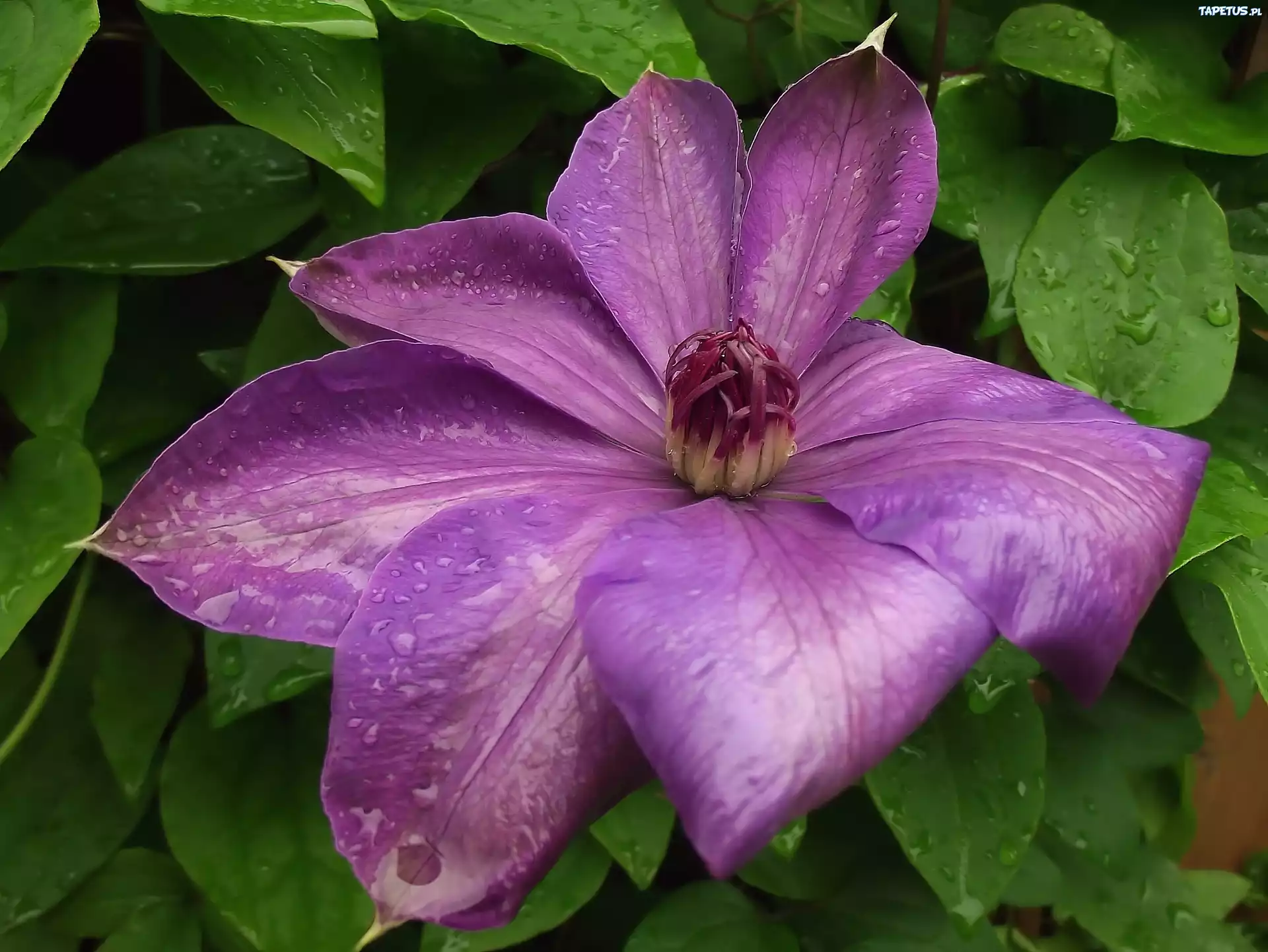 Kwiat, Clematis