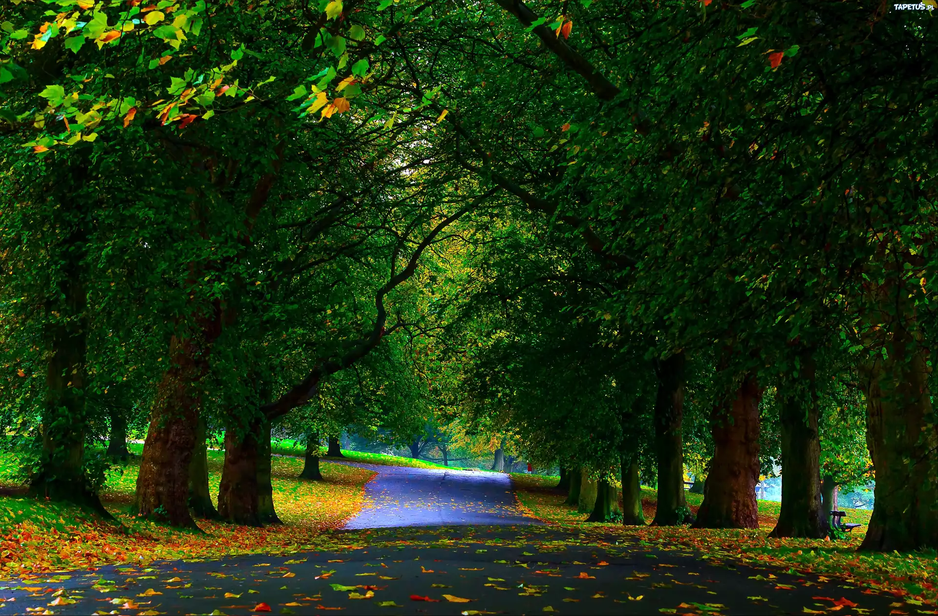 Park, Alejki, Drzewa, Ławki, Liście, Jesień