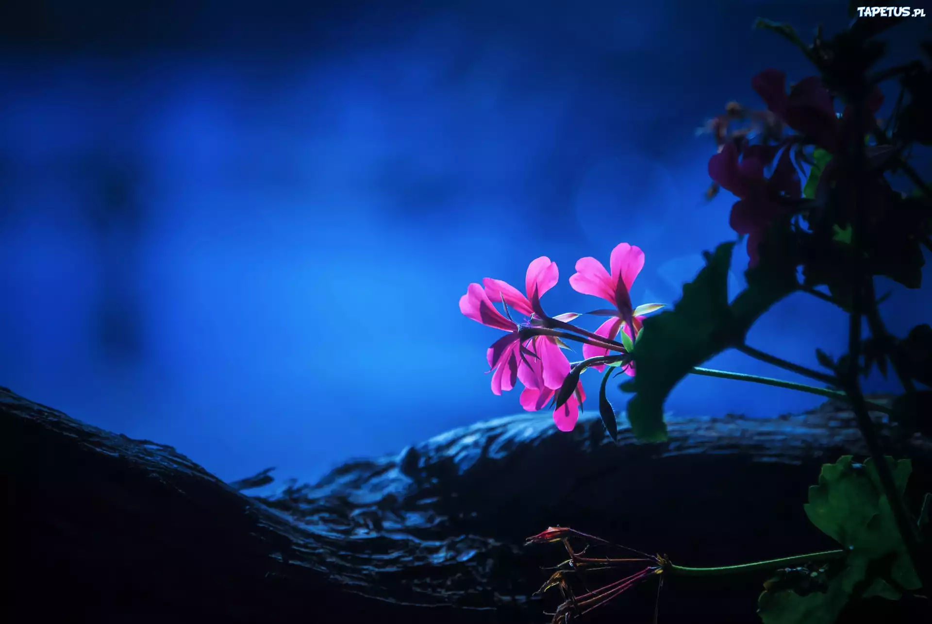 Pelargonia, Kwiaty, Światło, Noc