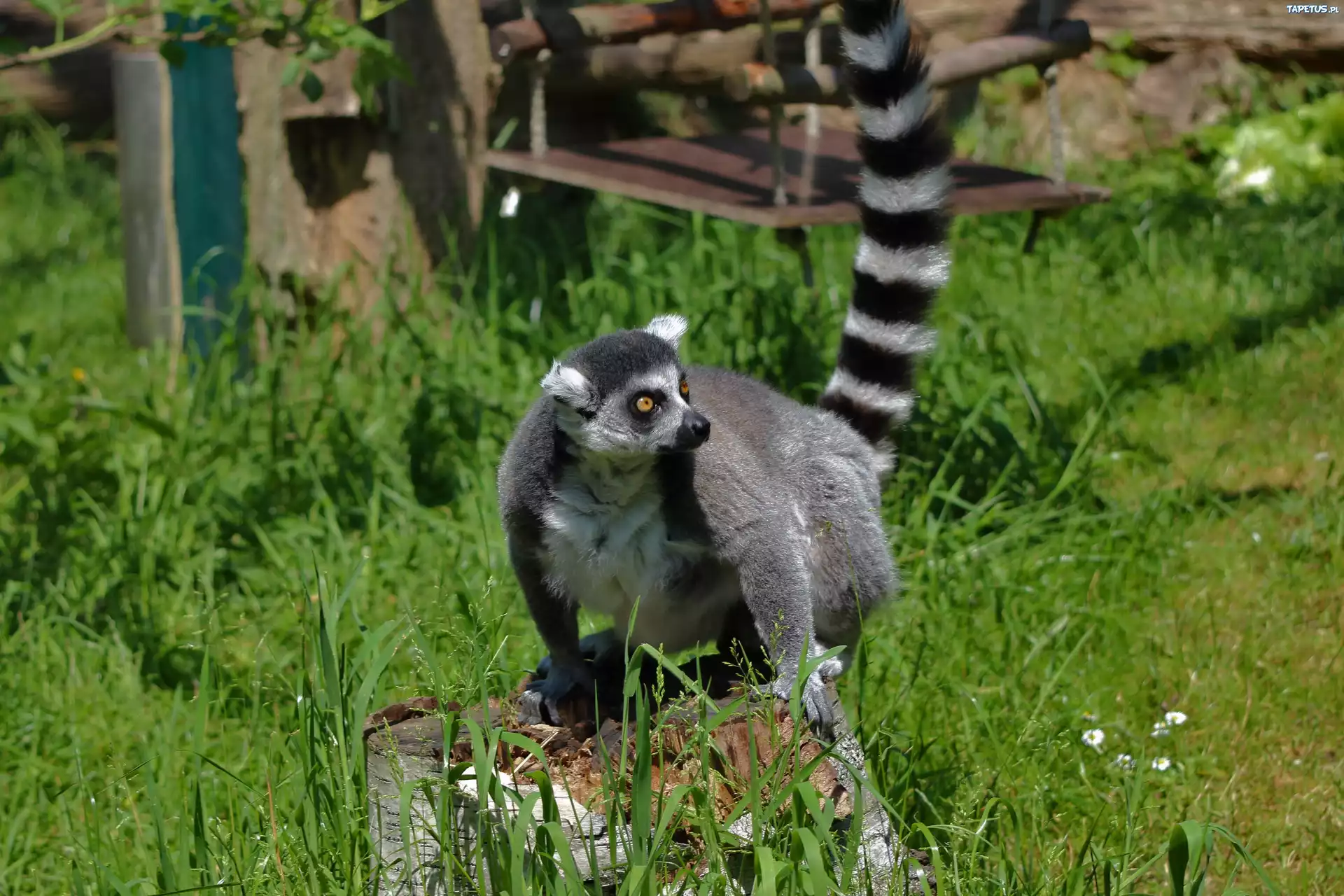 Huśtawka, Pniak, Trawa, Lemur