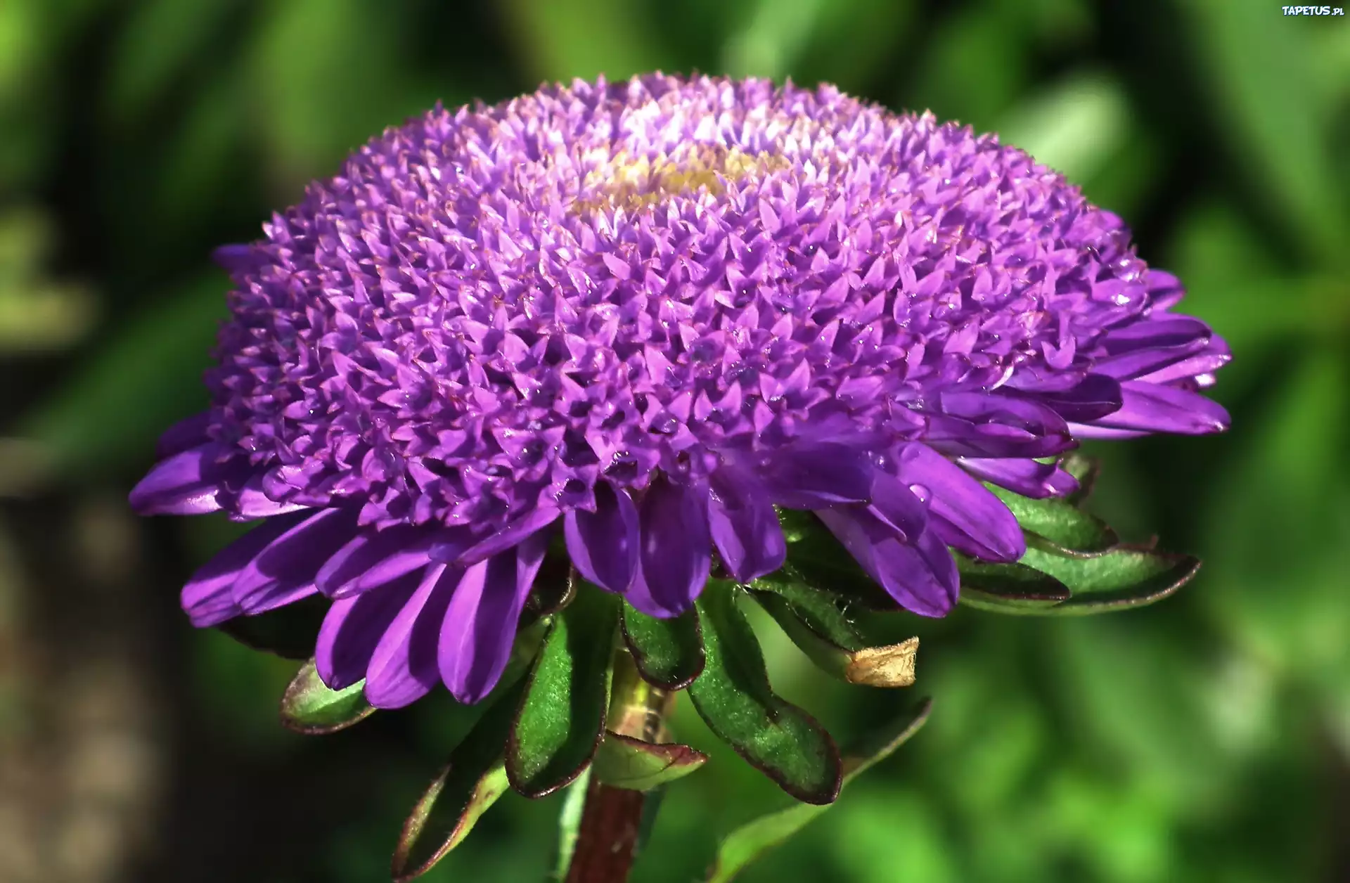 Przyroda, Kwiat, Aster
