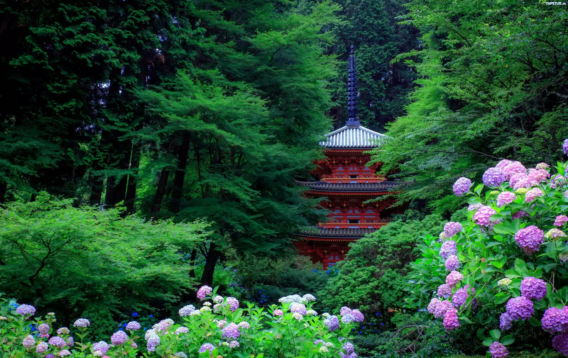 Ogród, Pagoda, Drzewa, Hortensje, Kioto, Japonia
