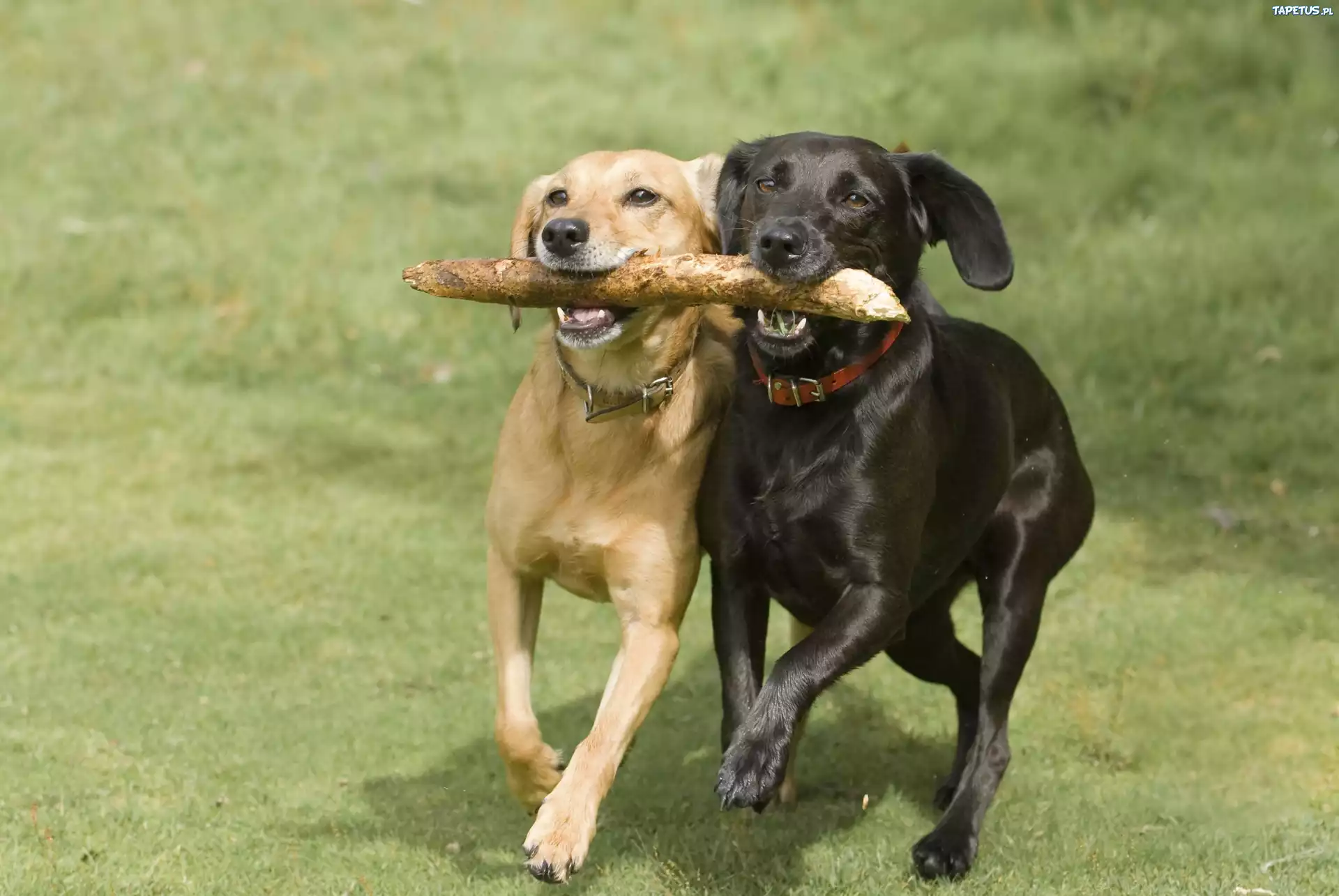 Psy, Labrador Retriever, Przyjaciele, Zabawa, Kij, Łąka