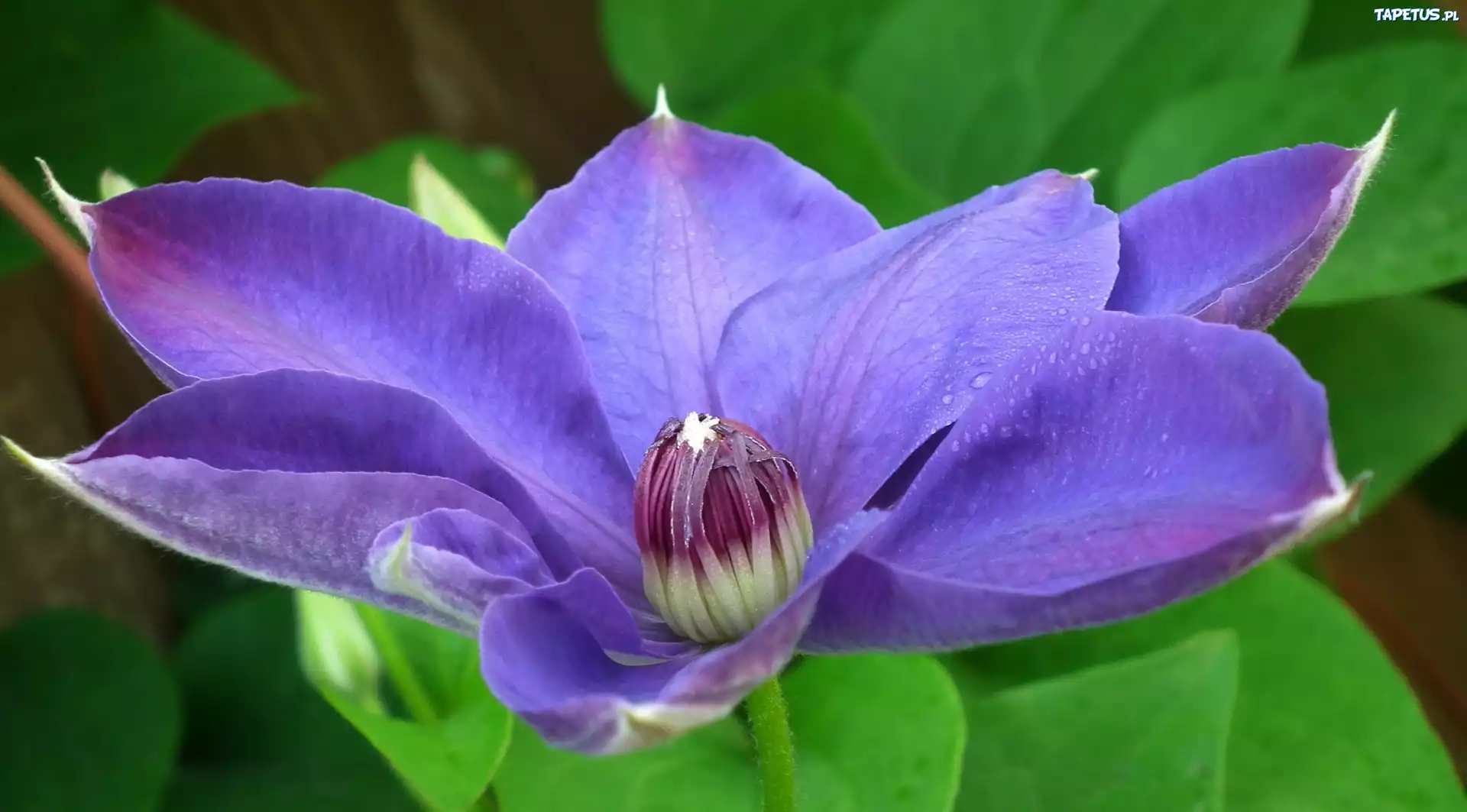 Przyroda, Kwiat, Clematis