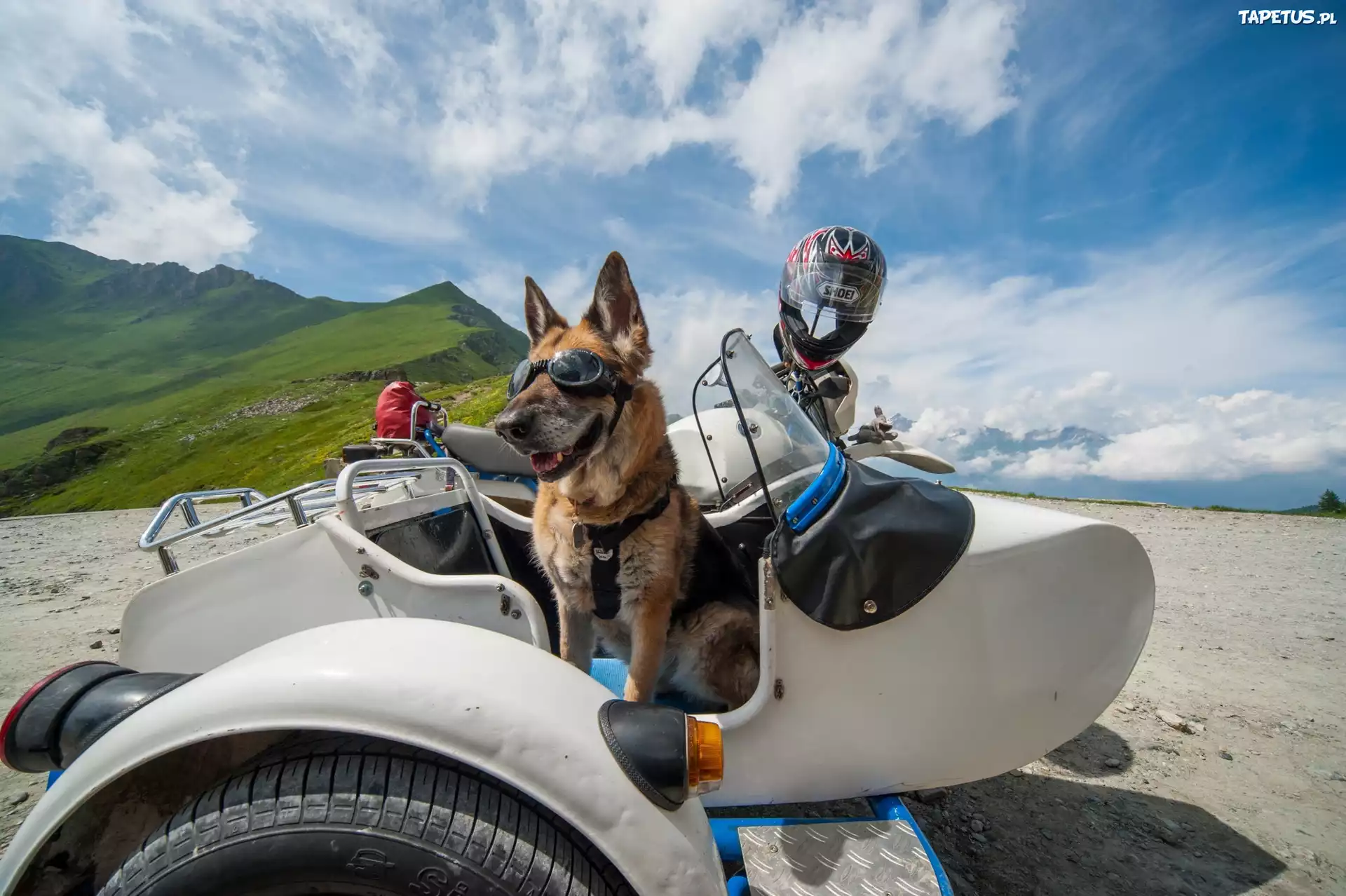 Owczarek Niemiecki, Motocykl, Kask, Okulary, Śmieszne