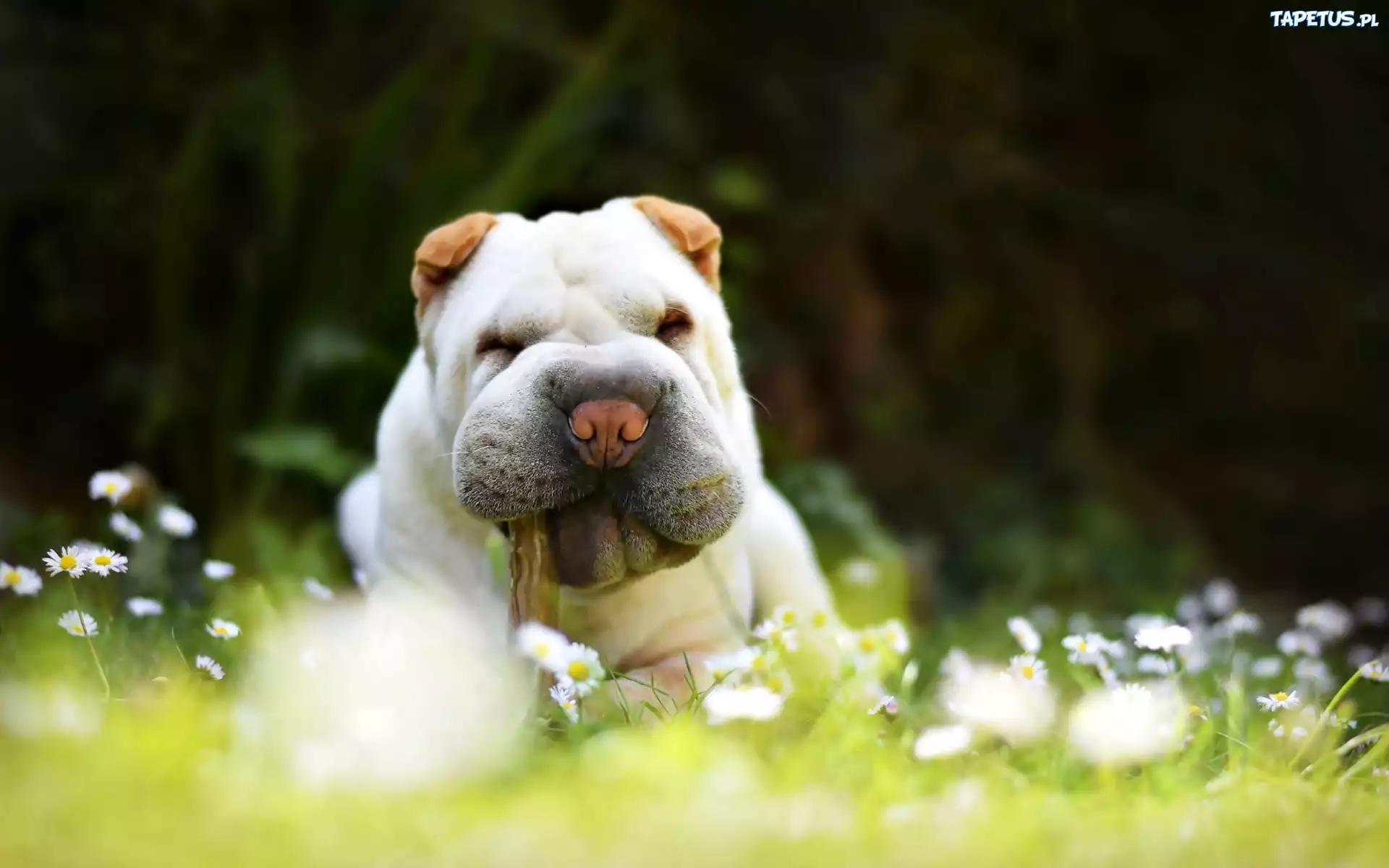 Pies, Shar Pei, Białe, Kwiaty, Stokrotki