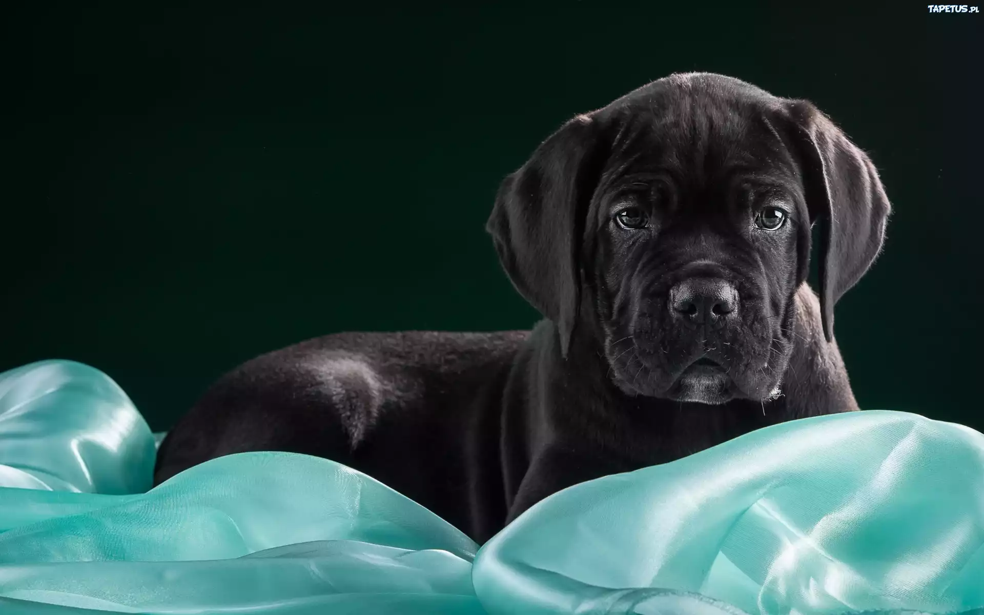 Pies, Szczeniak, Cane Corso