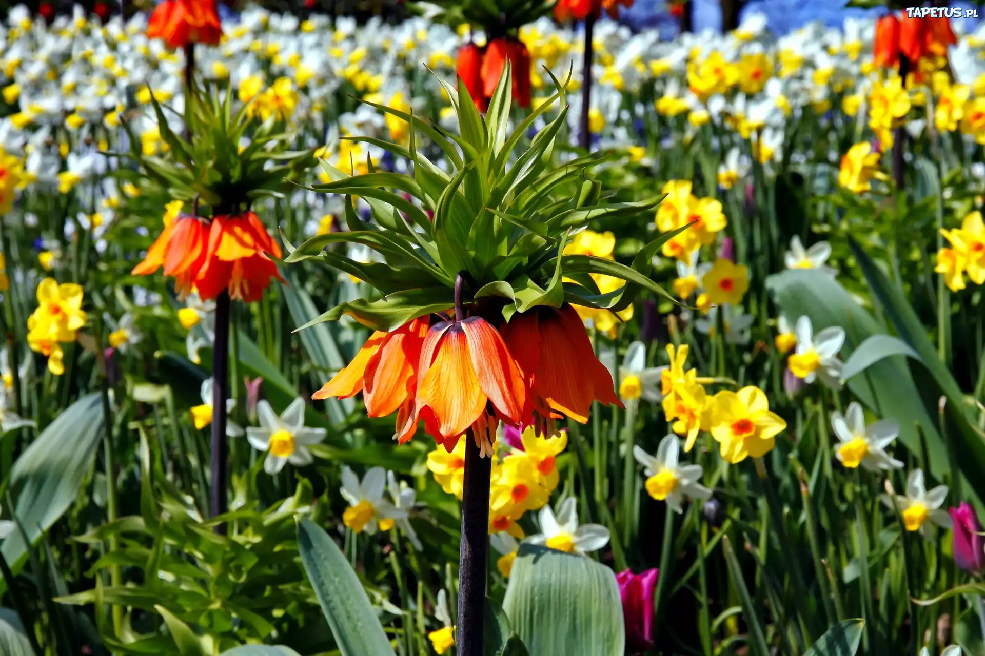 Fritillaria, Szachownica, Kwiaty, Lato, Ogród